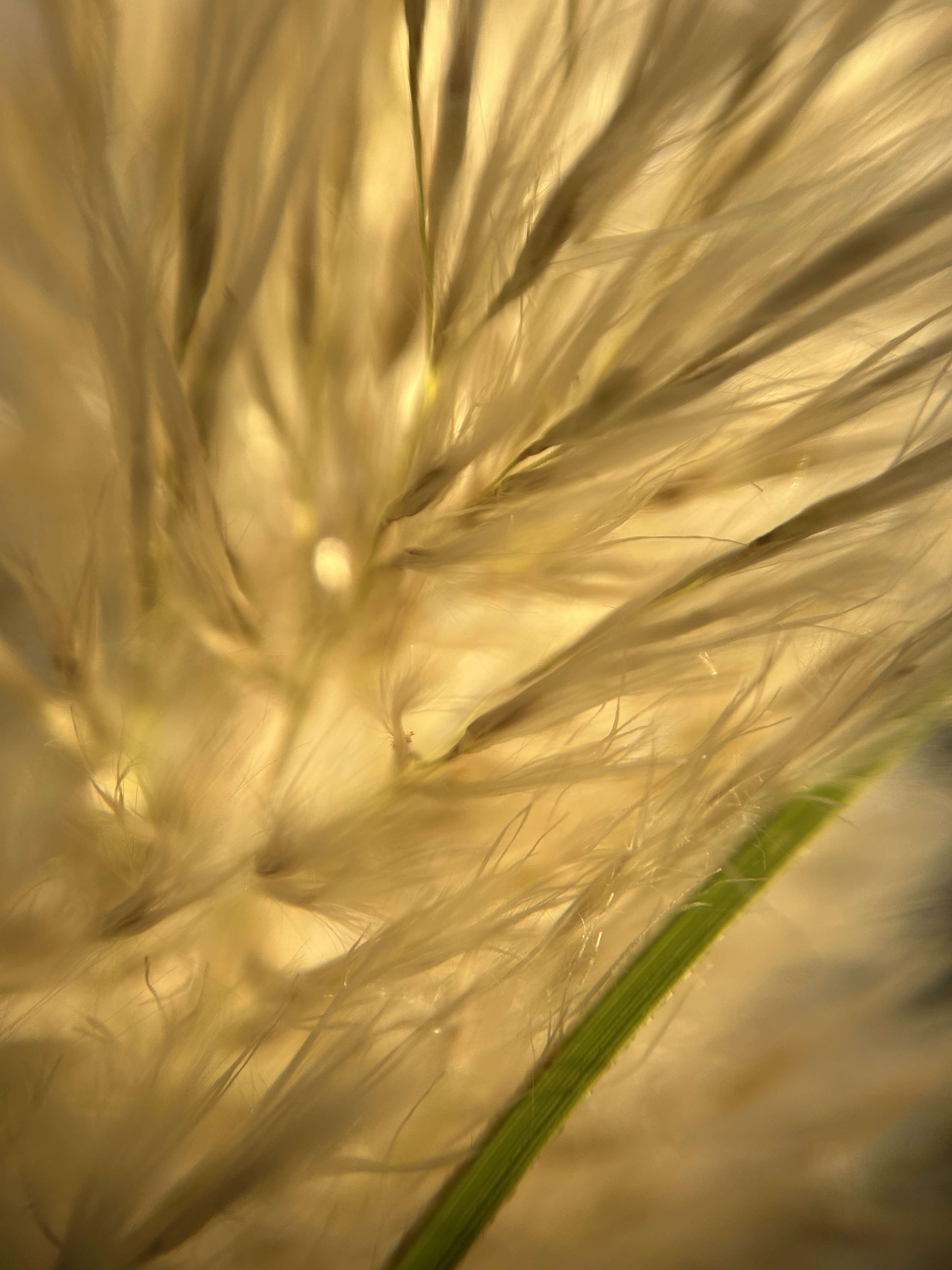Pour le #SondaShoot j&rsquo;ai sorti expr&egrave;s mon objectif macro 😌
(Ce n&rsquo;est pas cette photo)
#sondashoot