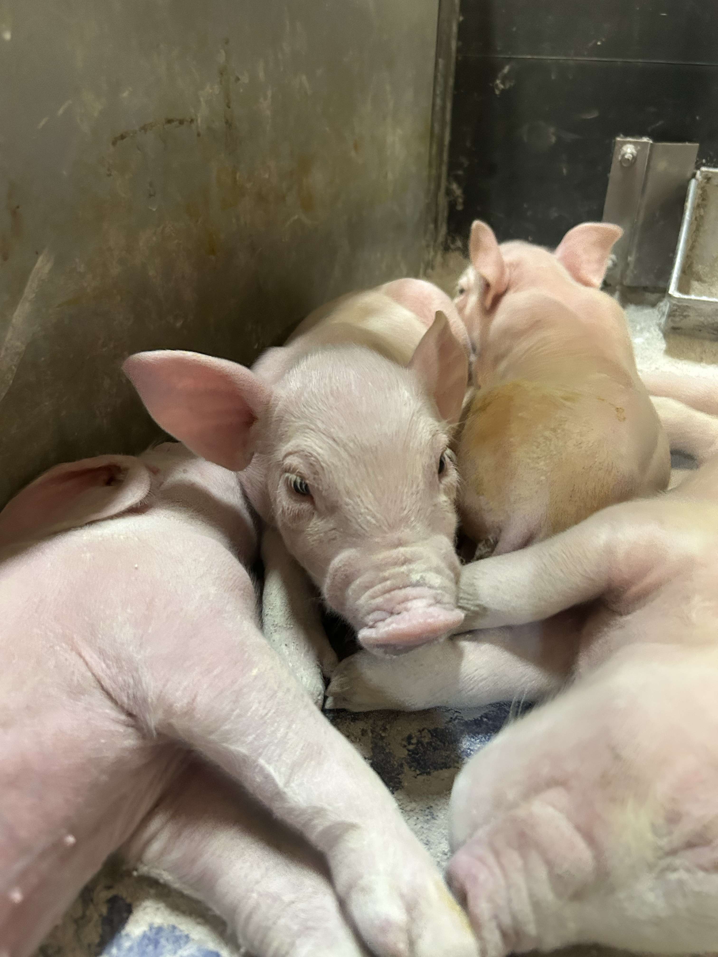Dans 1 mois pile ce sera enfin mon dernier jour de travail dans l&rsquo;&eacute;levage de porcs o&ugrave; j&rsquo;y travaille depuis quasi 4 ans