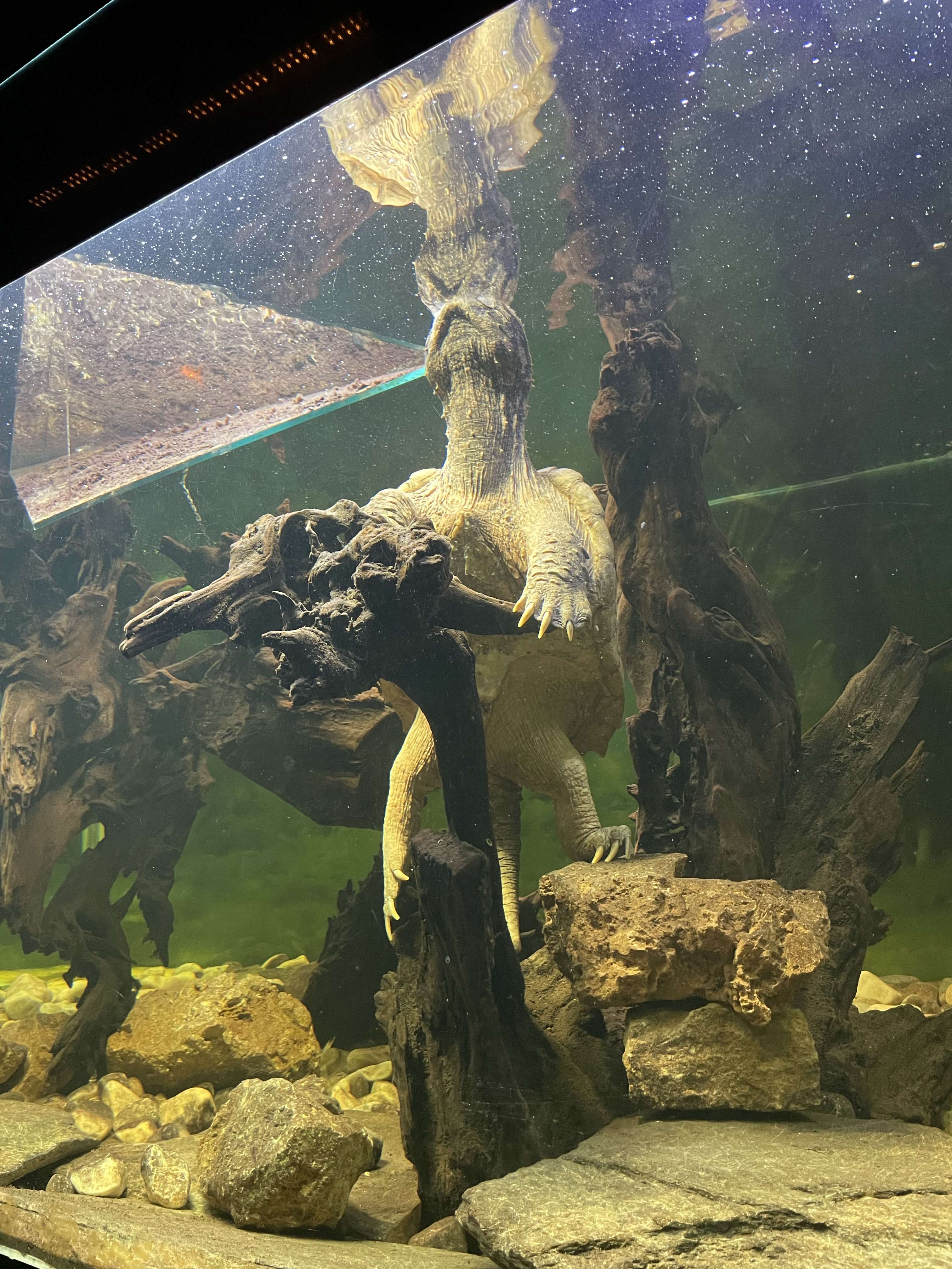 Dites vous, &ccedil;a c&rsquo;est une tortue alligator que qqln a rel&acirc;ch&eacute; dans la nature sans pr&eacute;venir alors que &ccedil;a vient de la Guyane mdr