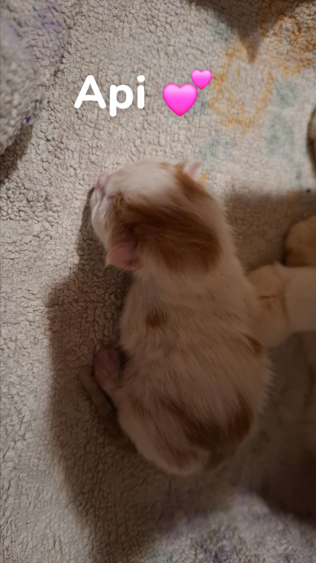 Voici notre petit c&oelig;ur depuis 2 semaines ✨️