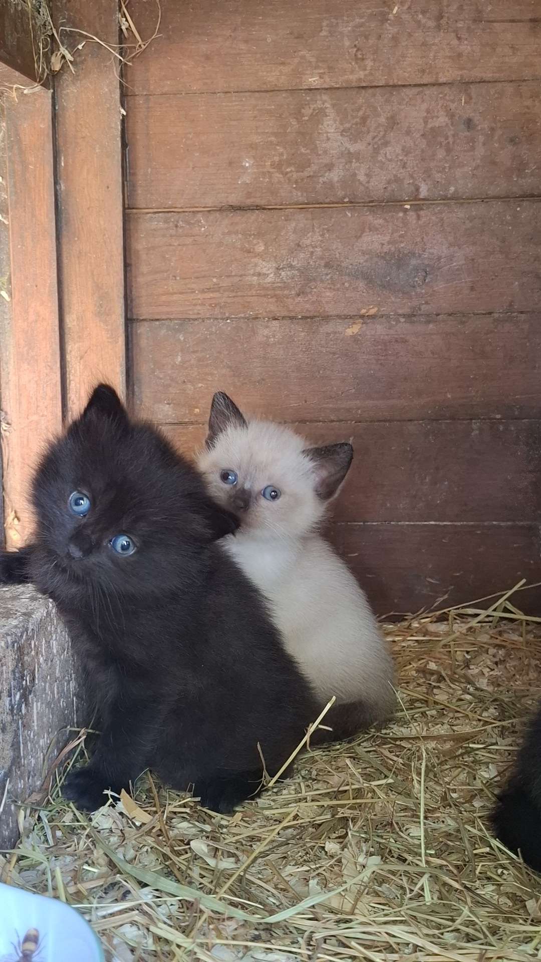 Apr&egrave;s l'adoption de Api j'ai d&eacute;cid&eacute; de lui prendre un copain donc j'ai pris Ad&egrave;s en plus (le chaton noir) c'est vraiment trop facile de craquer avec des bouilles pareille 🥹

Et puis un peu de mignonnerie dans ce fil d'actualit&eacute; &ccedil;a ne fait pas de mal 🥰