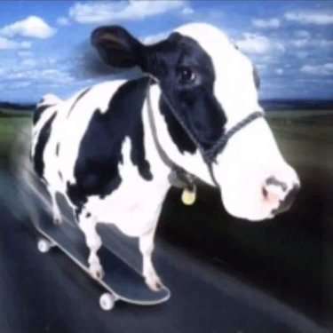 J'ai une id&eacute;e d'entreprise CommenceHaut qui va faire des ravages &agrave; la Vall&eacute;e de Silicone.
On est tous d'accord que les transports en commun c'est nul et &ccedil;a pue et en plus on est coll&eacute; a des &eacute;trangers nuls et qui puent oui ?
Alors imaginez les nouveaux transports en communs du futur ou au lieu de bus et trains lents et qui puent je vous pr&eacute;sente la vache qui fait de la planche &agrave; roulette :
Vous vous mettez &agrave; un ou deux dessus et tayooot ! Super classe et rapide la m&eacute;ga classe !