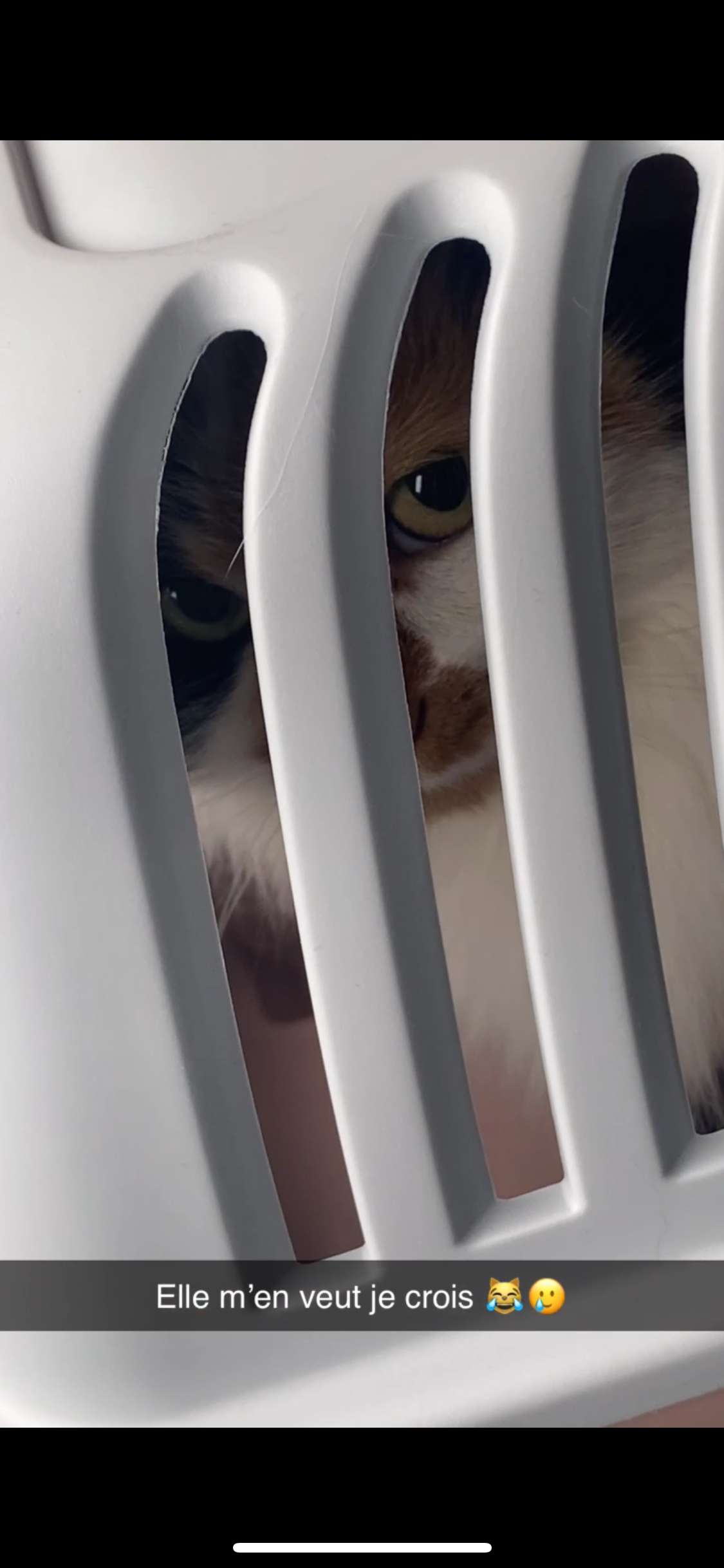 Mon chat m&rsquo;en veut de l&rsquo;emmener chez le veto je crois 😅😅 (on arrive 10mn avant l&rsquo;ouverture elle devra patienter encore)