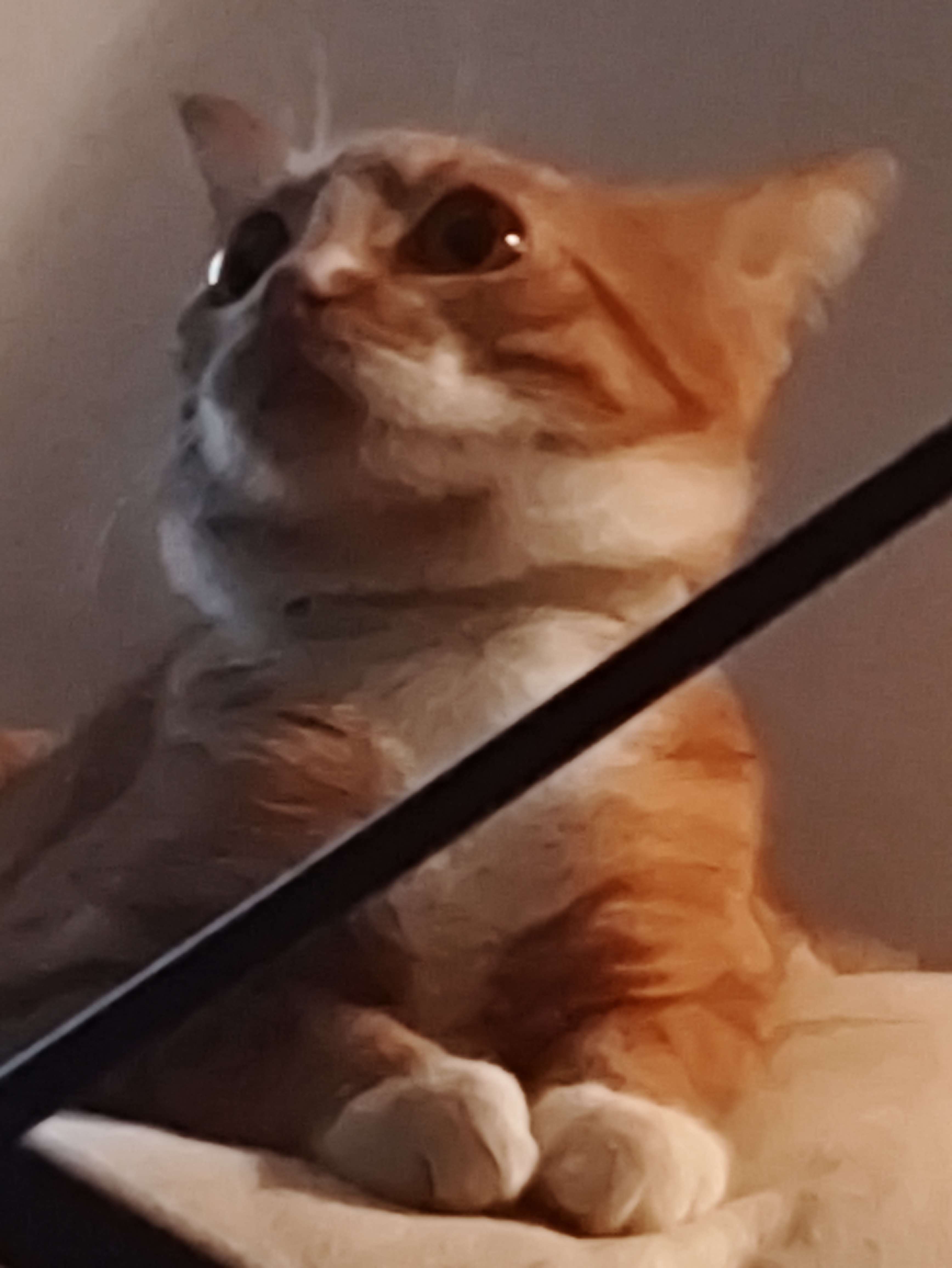 Quand m&ecirc;me le chat de ta pote commence &agrave; remettre sa vie en question 😂