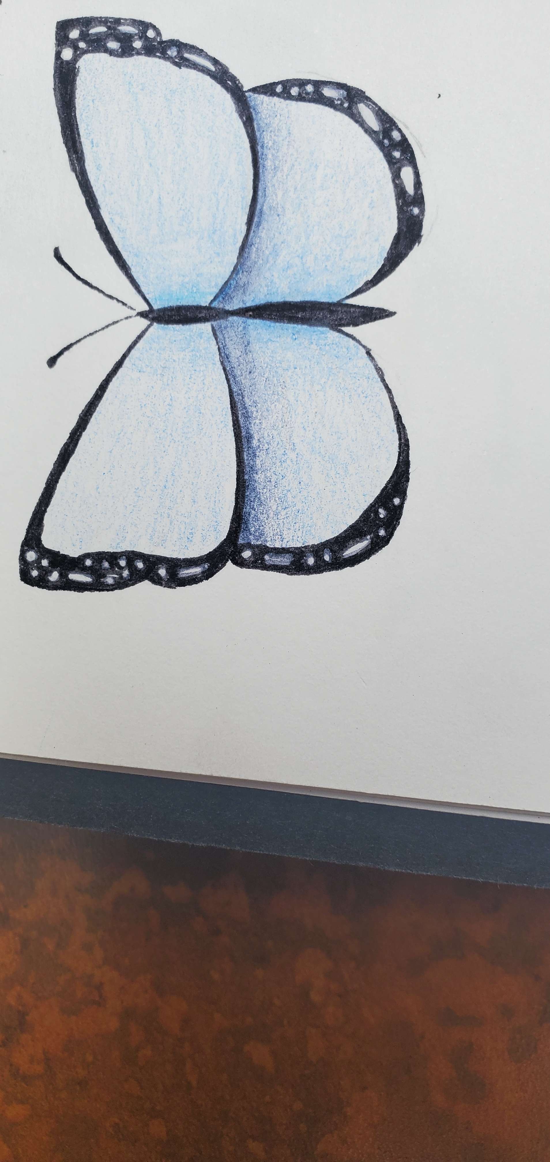 🦋🦋🦋🦋