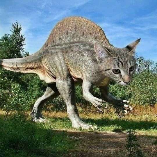 MeowwROAAARRRRRR