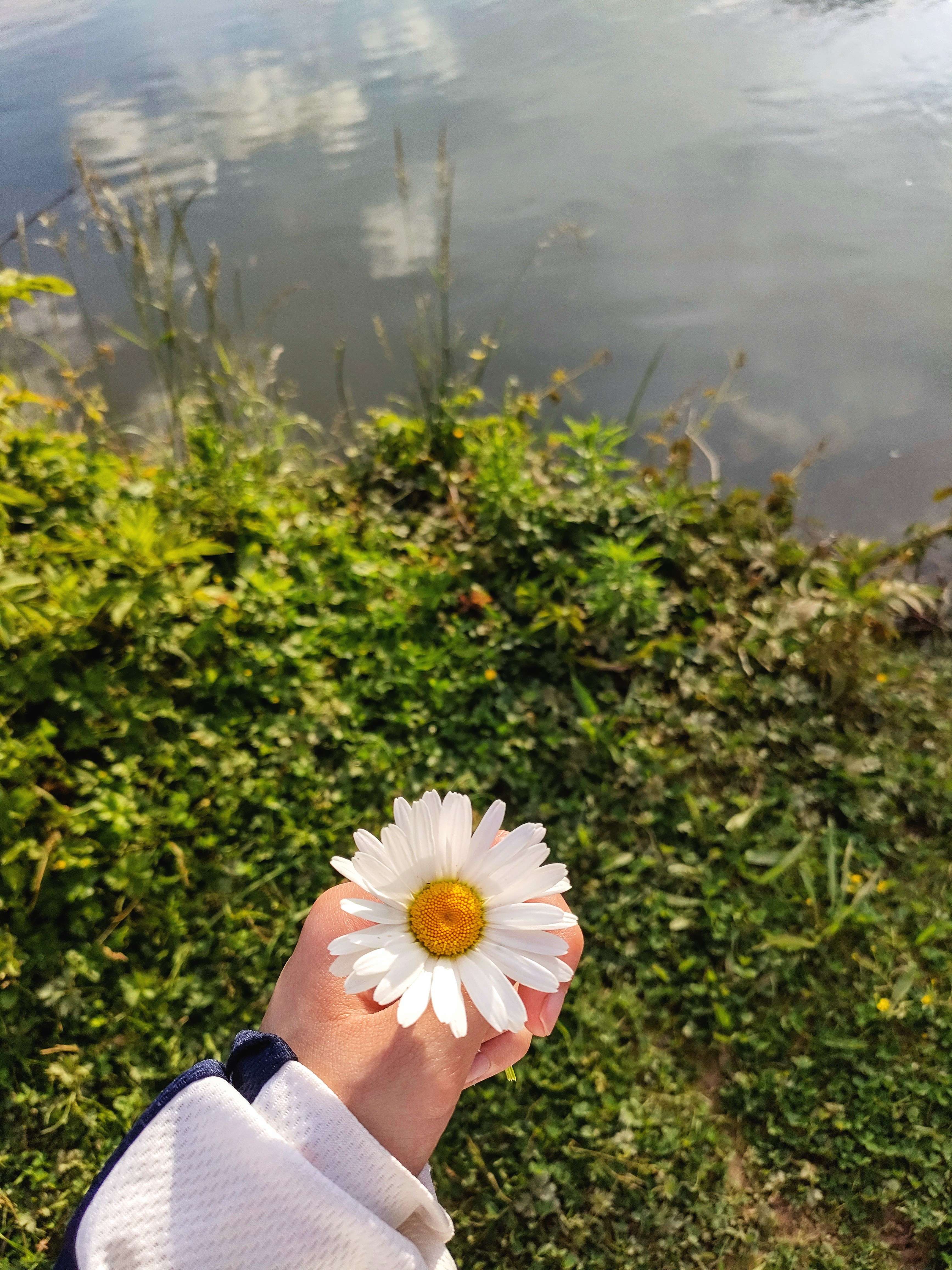 🌸
