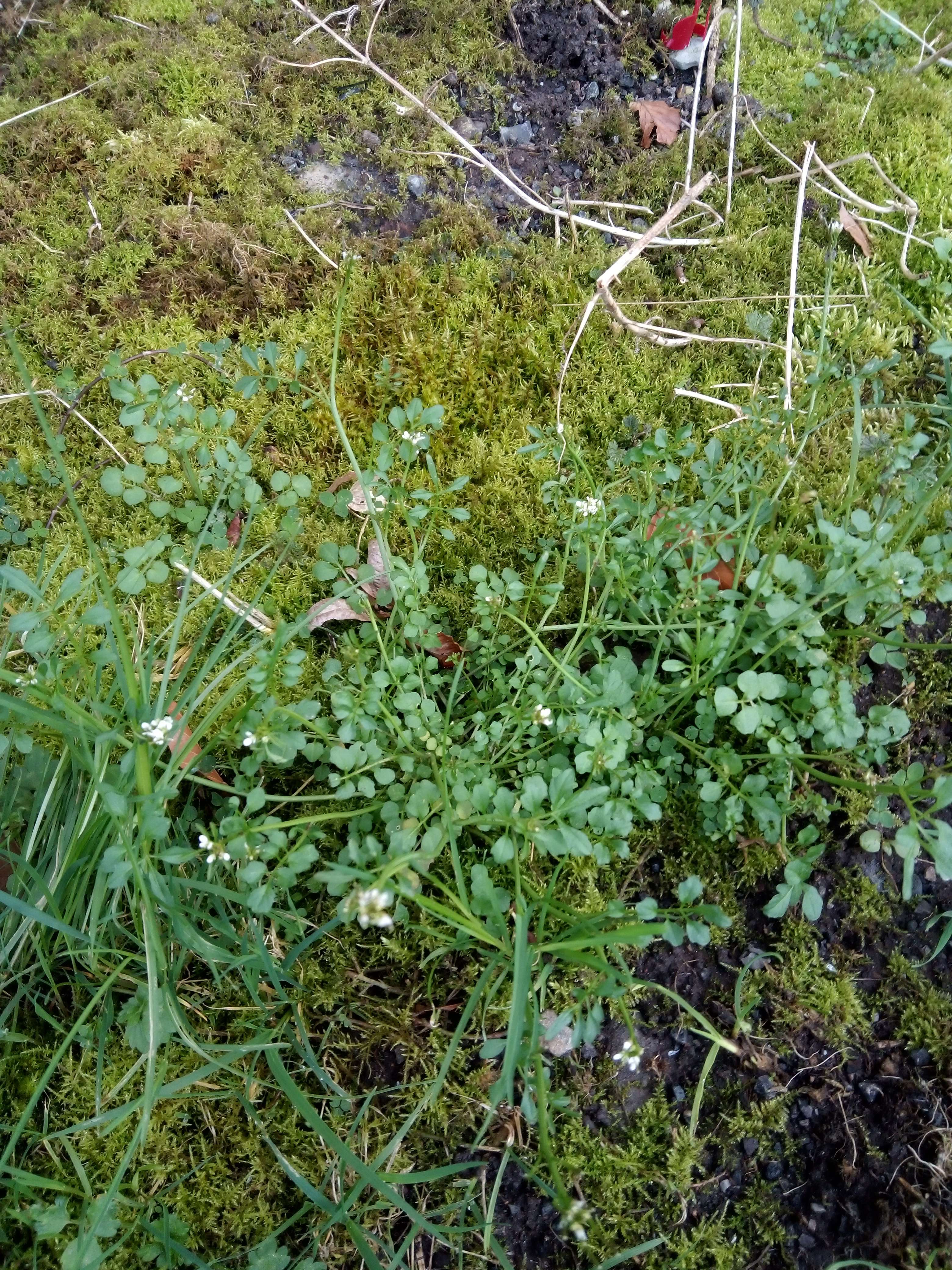 Le cresson sauvage ses une petit plantes avec des petit fleurs blanches avec un go&ucirc;t piquant qui pousse au printemps on l'a trouve partout dans les pays temp&eacute;r&eacute; utiliser en cuisine et en m&eacute;decine avec mod&eacute;ration car elle devient &eacute;m&eacute;tique en m&eacute;decine il les diur&eacute;tiques d&eacute;purative expectorant efficace pour les toux rhumatismes et rhum pour les bronchite en cuisine il donne des min&eacute;raux du fer et de la vitamine c