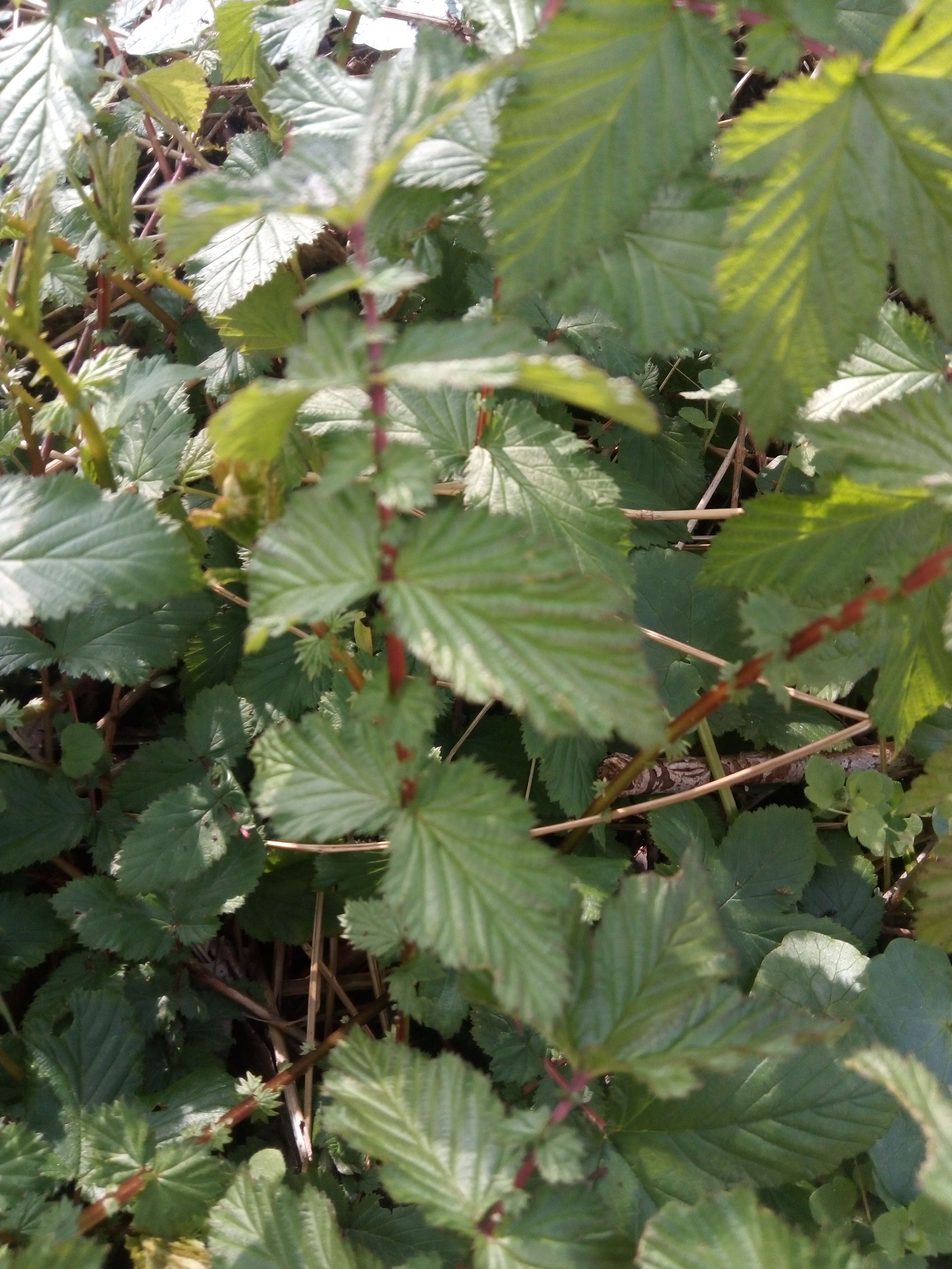 La reine des pr&eacute;s ses une plante m&eacute;dicinale qui fait 1m20 avec des tiges rouge et des fleurs blanches en &eacute;t&eacute; comestibles jeune elle vie dans les lieux humides pr&eacute; lac marraie &eacute;tant rivi&egrave;re elle les diur&eacute;tiques anti rhumatismes f&eacute;brifuge drainant il vie en France et en Belgique elle les vivace pour l'a plant&eacute; il faut toujours un sol humide en soleil attention si vous faites des th&eacute; de 60 degr&eacute; elle perd ses vertus qui son fragiles a la chaleur