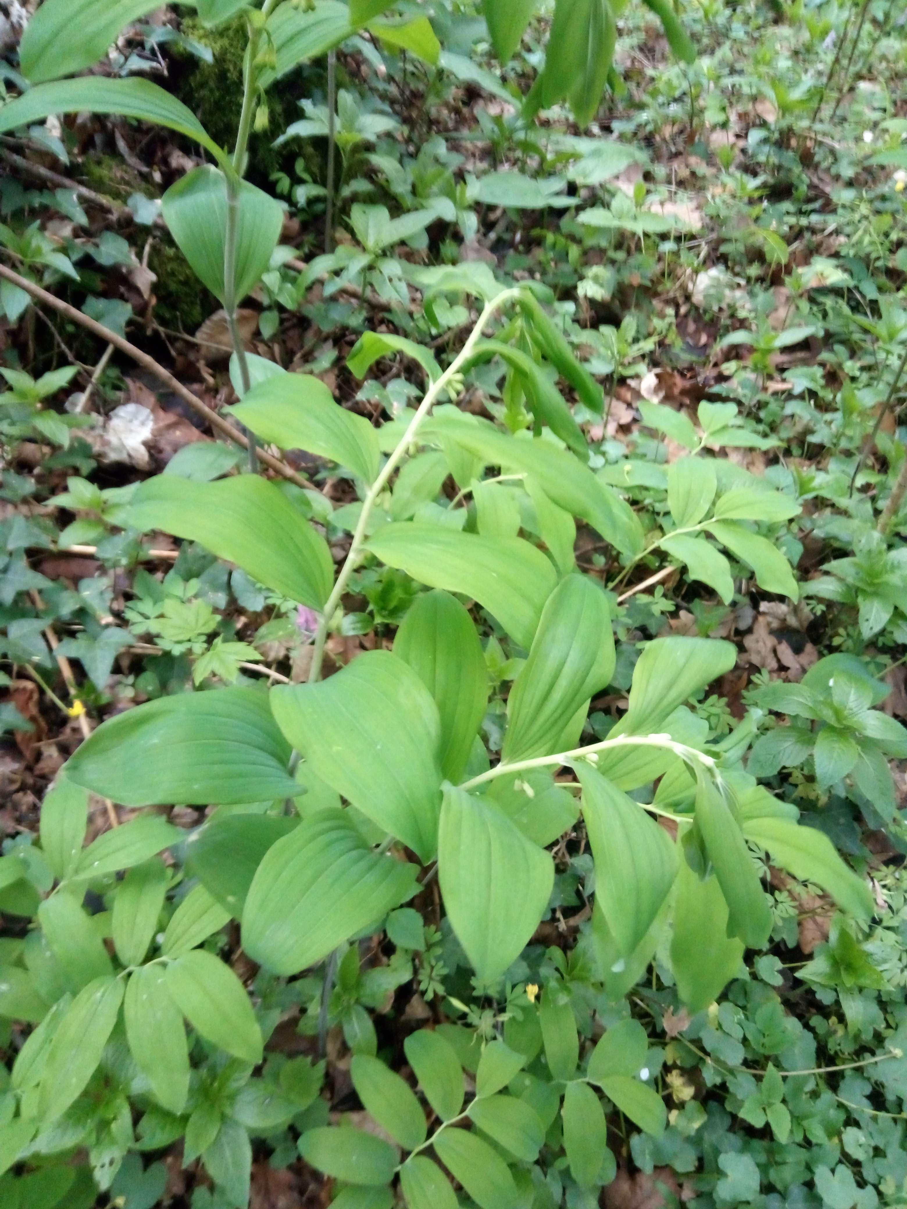 Sceaux de Salomon une plante de 50mc au fleurs blanches comme le muguet sauf qui elle les a l'envers et les racines a form&eacute; de pied toxiques on utilise aujourd'hui en pommade et en cataplasme pour les rhumatismes les douleur et avant pour les diab&egrave;te mais dans certains pays on m'a mange encore et aussi tr&egrave;s hydratant pour la peau