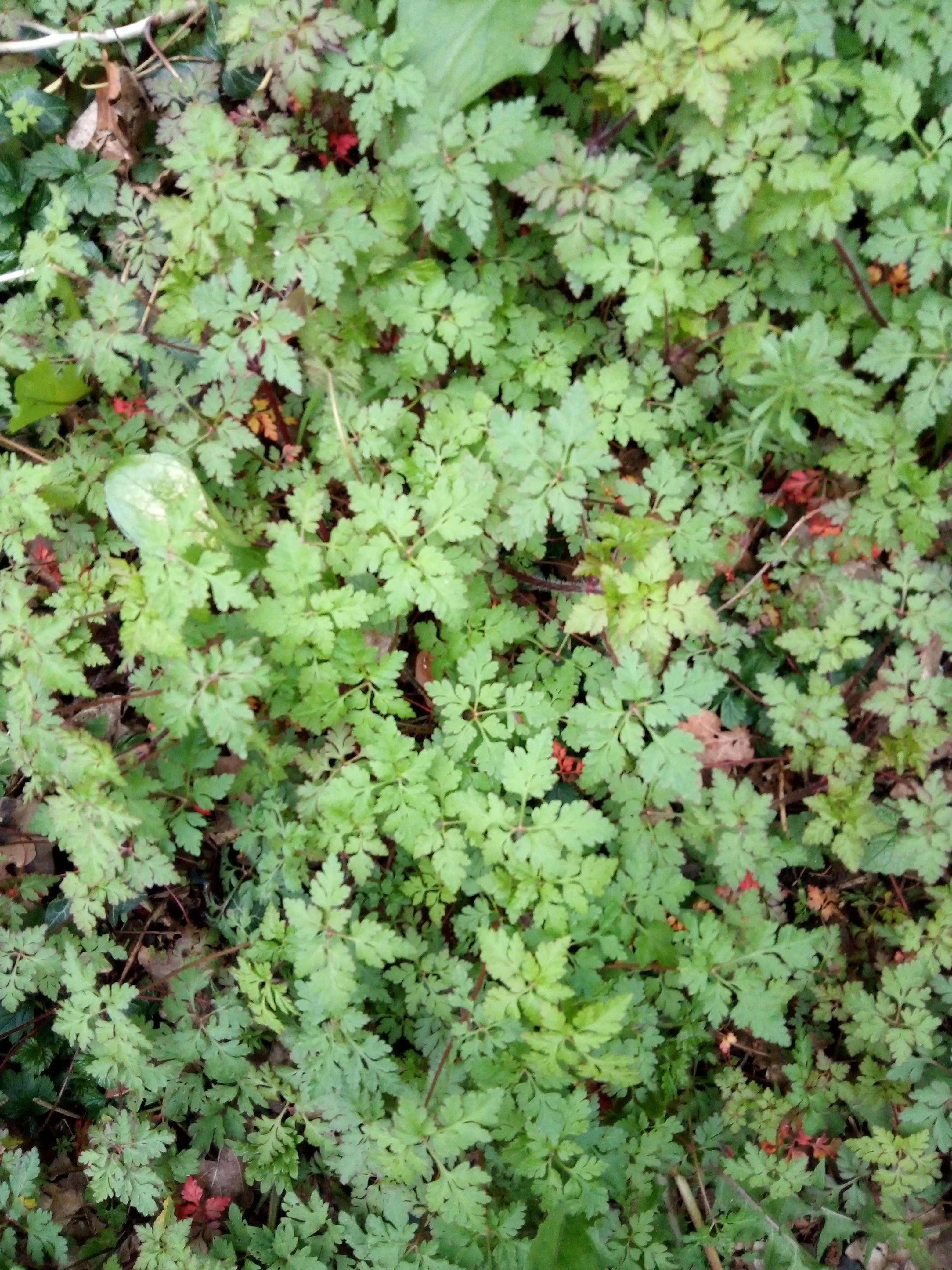 Le g&eacute;ranium a Rober une petit plantes m&eacute;dicinales de 20 cm les tige rouge les feuilles vert un peu rouge avec une mauvais odeur utiliser pour les animaux et homme car ses vertus th&eacute;rapeutiques son reconnu comme h&eacute;mostatique diur&eacute;tiques anti diab&egrave;te cicatrisant sur les petit plaie il vie partout en France et en Belgique