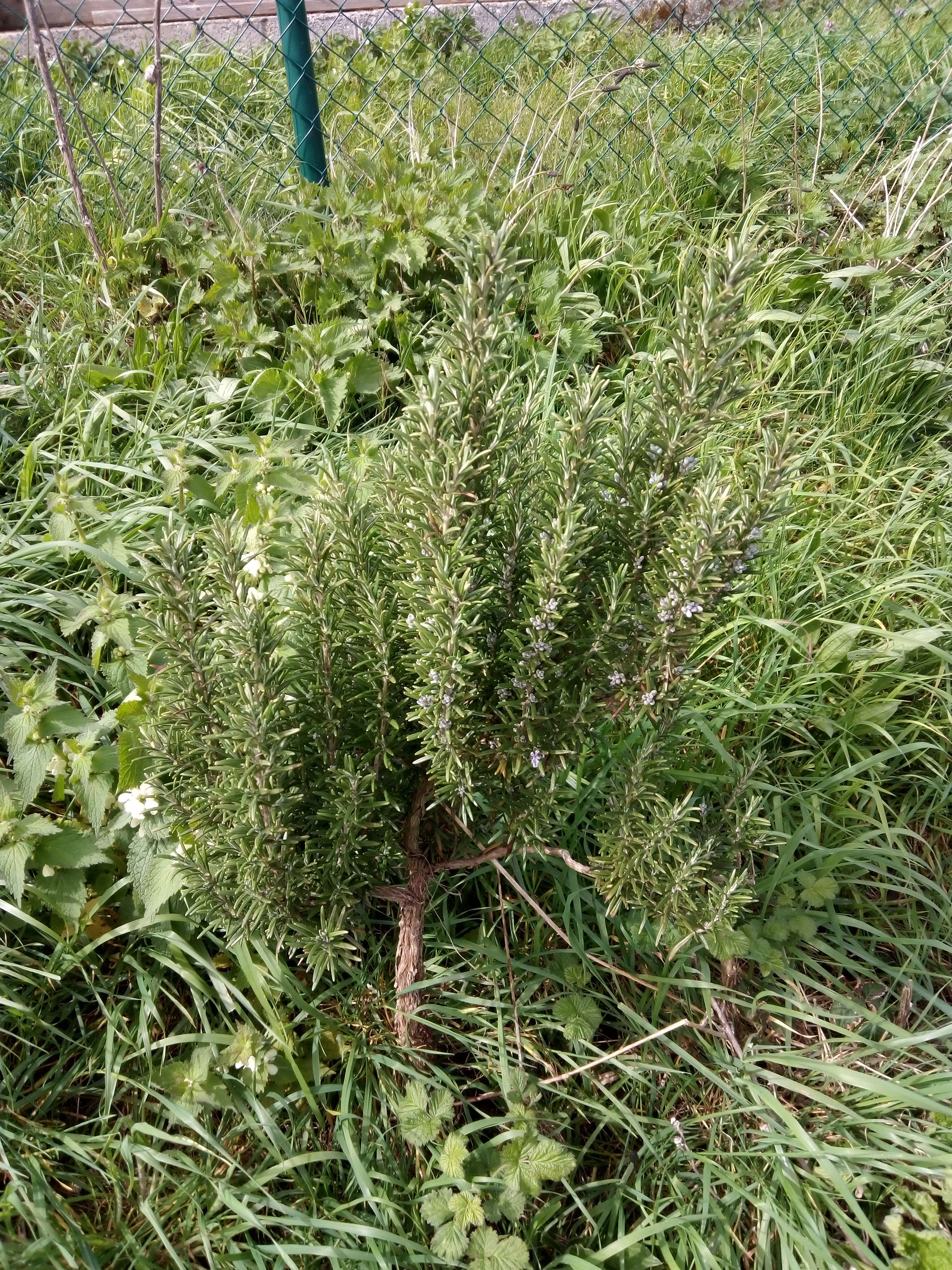 Le romarin une plante aromatique tr&egrave;s reconnu dans les jardins pour ses vertus anti fatigu&eacute;e anti d&eacute;prime expectorant tonique g&eacute;n&eacute;ral et cartiorespiratoire et cartiotonique anti rhumatismes en cuisine pour son go&ucirc;t mais attention si vous avez des probl&egrave;me cardiaque ne pas utiliser du a ses c&eacute;tone et a tr&egrave;s tr&egrave;s fort dose il les mortels mais il faut en mang&eacute; 10k pour en mourir et en France on fait de huile essentielles au sud mais en g&eacute;n&eacute;ral il cultive en France et en Belgique car il vient de Ind