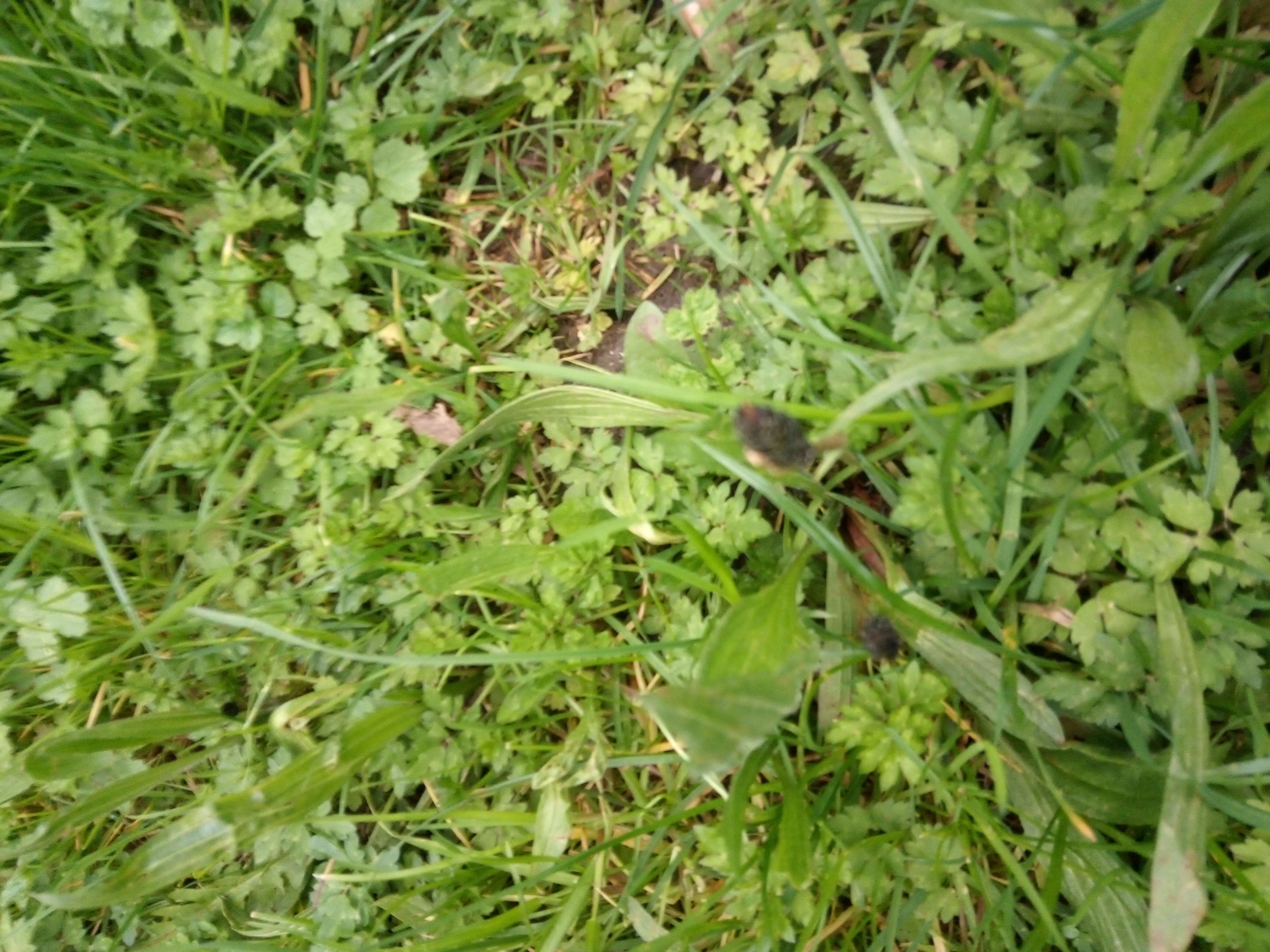 Le plantin ses une plante m&eacute;dicinale qui fait 30cm et les plantes grande 60mc il pose beaucoup de vertu comme toute sa famille des Plantin  il son bon pour les enfants aussi qui son comestibles avec un go&ucirc;t champions sans &ecirc;tre il son anti toussive et adoucissant astringent d&eacute;purative anti allergique laxative a forte dose anti fatigu&eacute;e