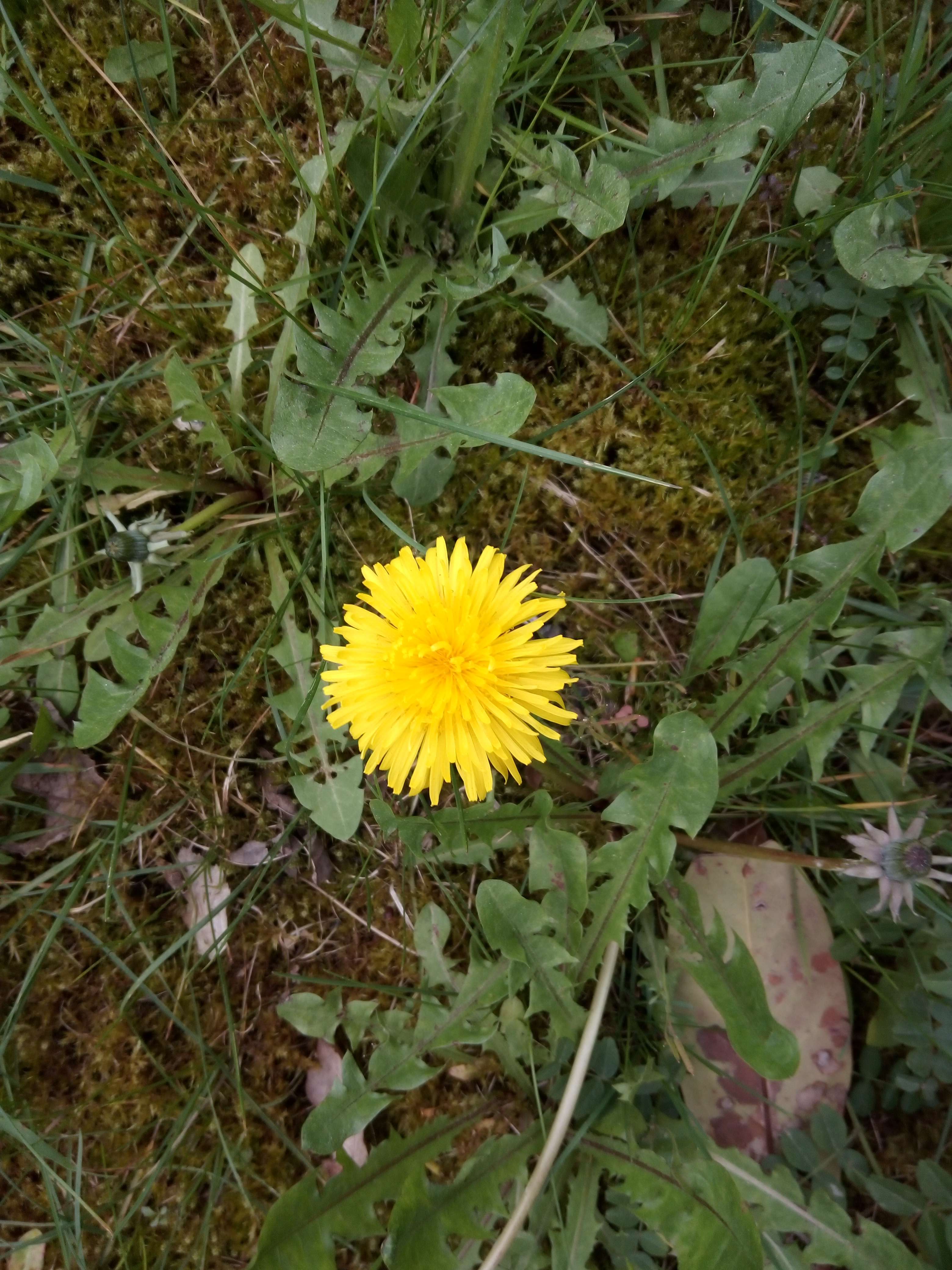 Le pissenlit on l'a trouve partout et il utilise en m&eacute;decine et en cuisine car il les comestibles et en m&eacute;decine il les anti cancer en cas de traitement il les aussi digestive ap&eacute;ritif diur&eacute;tiques un anti diab&egrave;te car il va &eacute;liminer le sucre en trop dans le sang drainant en p&eacute;riode de pleine lune il les anti parasitaire on utilise les fleurs les racines et feuilles le latex il aussi m&eacute;decinale on fait aussi du vin