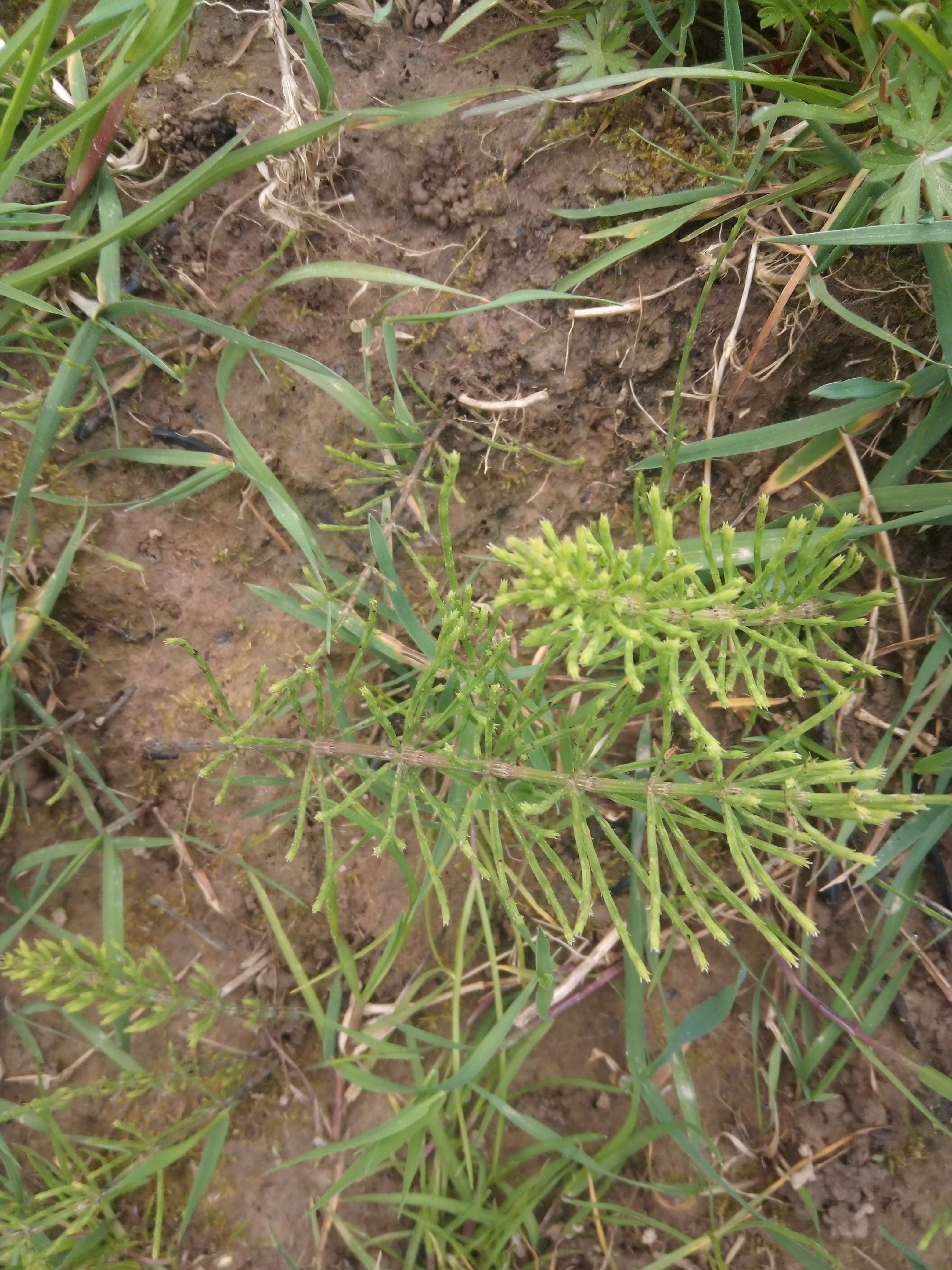 La pr&ecirc;le des champs une petit plantes m&eacute;dicinales de 50mc il les feuilles qui date de 200 millions d'ann&eacute;es ses une des seul plantes qui as pas beaucoup &eacute;volu&eacute; ne desu es droit ses les spor la o&ugrave; elle va grainner et la partie st&eacute;rile il bon pour la sant&eacute; riche en potassium et en sodium il les aussi riche en min&eacute;raux en m&eacute;decine il les diur&eacute;tiques h&eacute;mostatique anti douleur anti rhumatismes en cas de sensibilit&eacute; rienal il faut pas utiliser et son usage et limite de quelques mois