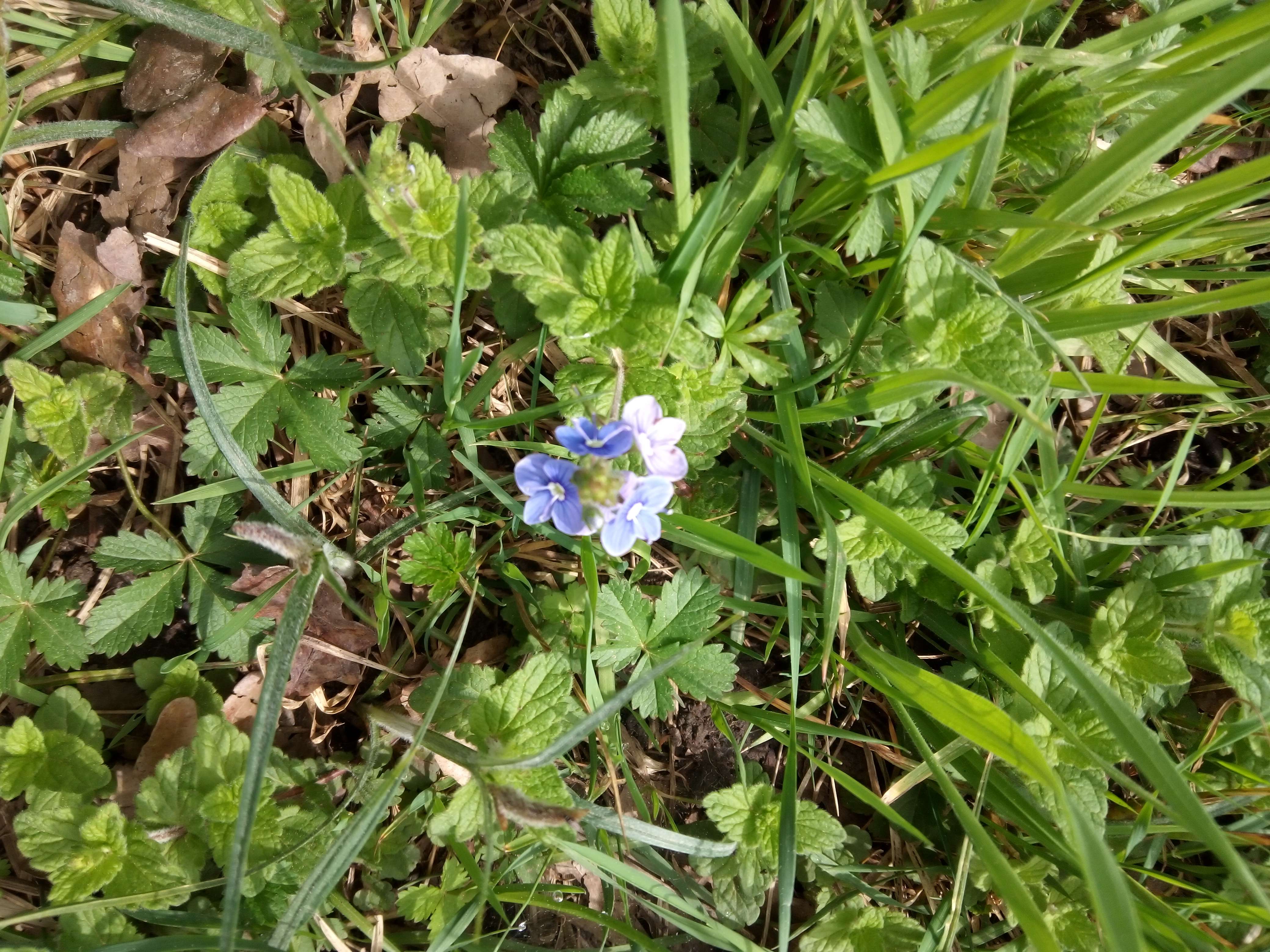 La V&eacute;ronique une petit plantes vivaces de 20cm du printemps au petit fleurs bleu grimpantes au sol tr&egrave;s utilis&eacute; en m&eacute;decine et par des herboriste tout comme sa cousine le Vitex capthus sauf que les vertus son diff&eacute;rents de la V&eacute;ronique elle les digestif carminative estomachique s&eacute;dative et m&ecirc;me un s&eacute;datif g&eacute;nital on utilise les fleurs bleu il les utiliser de pluie que maria trebelle une herboristerie qui fait de la m&eacute;decine naturelle de pluie son enfance