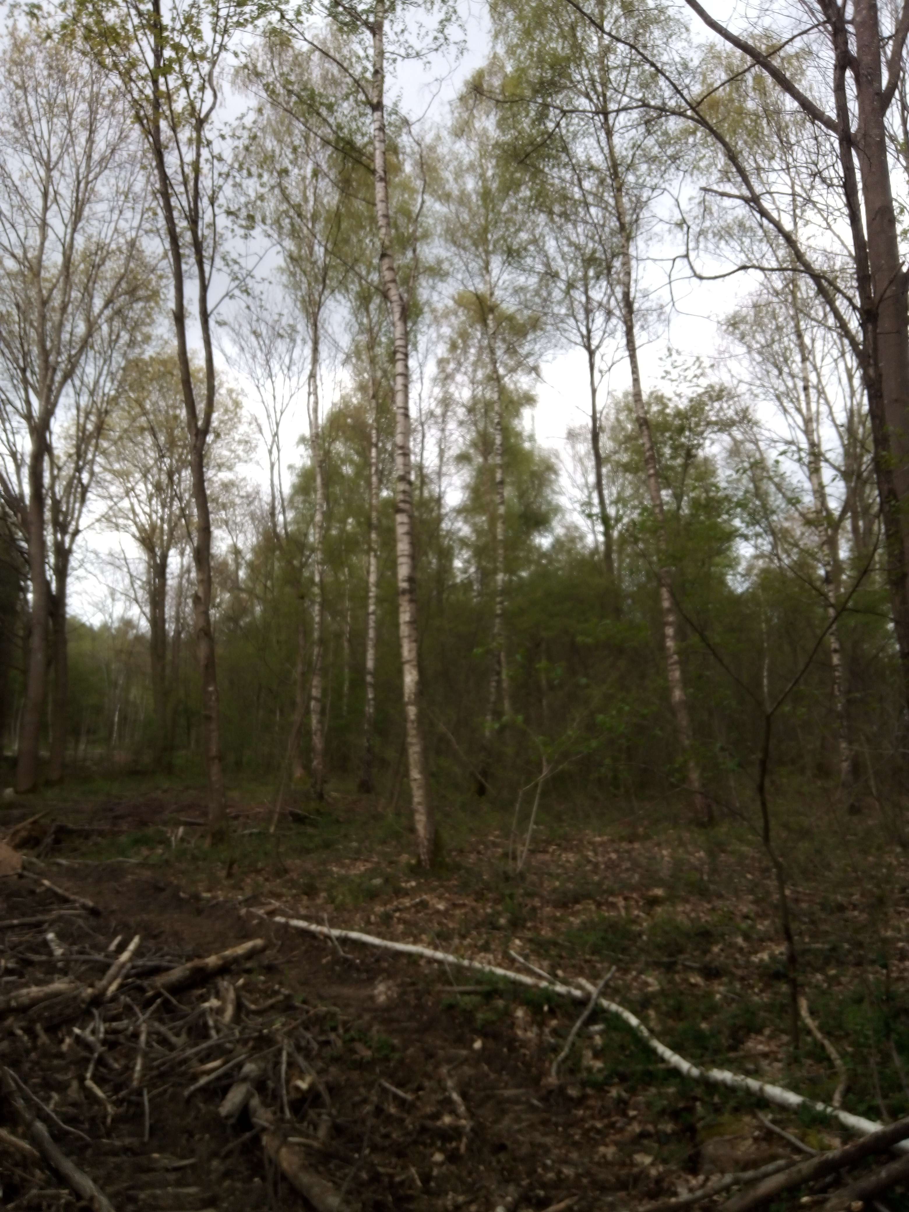 Le bouleau on appelle aussi betula Alba ses un arbre qui blanc avec des lignes noires et pour les plus vieux vire au gris il reconnut pour sa save qui es d&eacute;purative min&eacute;ralis&eacute;s l&eacute;g&egrave;rement diur&eacute;tiques anti rhumatismes f&eacute;brifuge au printemps et en &eacute;t&eacute; on utilise les feuilles pour les m&ecirc;me pathologie il vie &acirc;ge un homme 80 ans et il aussi extr&ecirc;mement important dans les for&ecirc;ts car il va &eacute;liminer le trop acide dans le sol et &eacute;corce utiliser pour faire des beaume hydratant