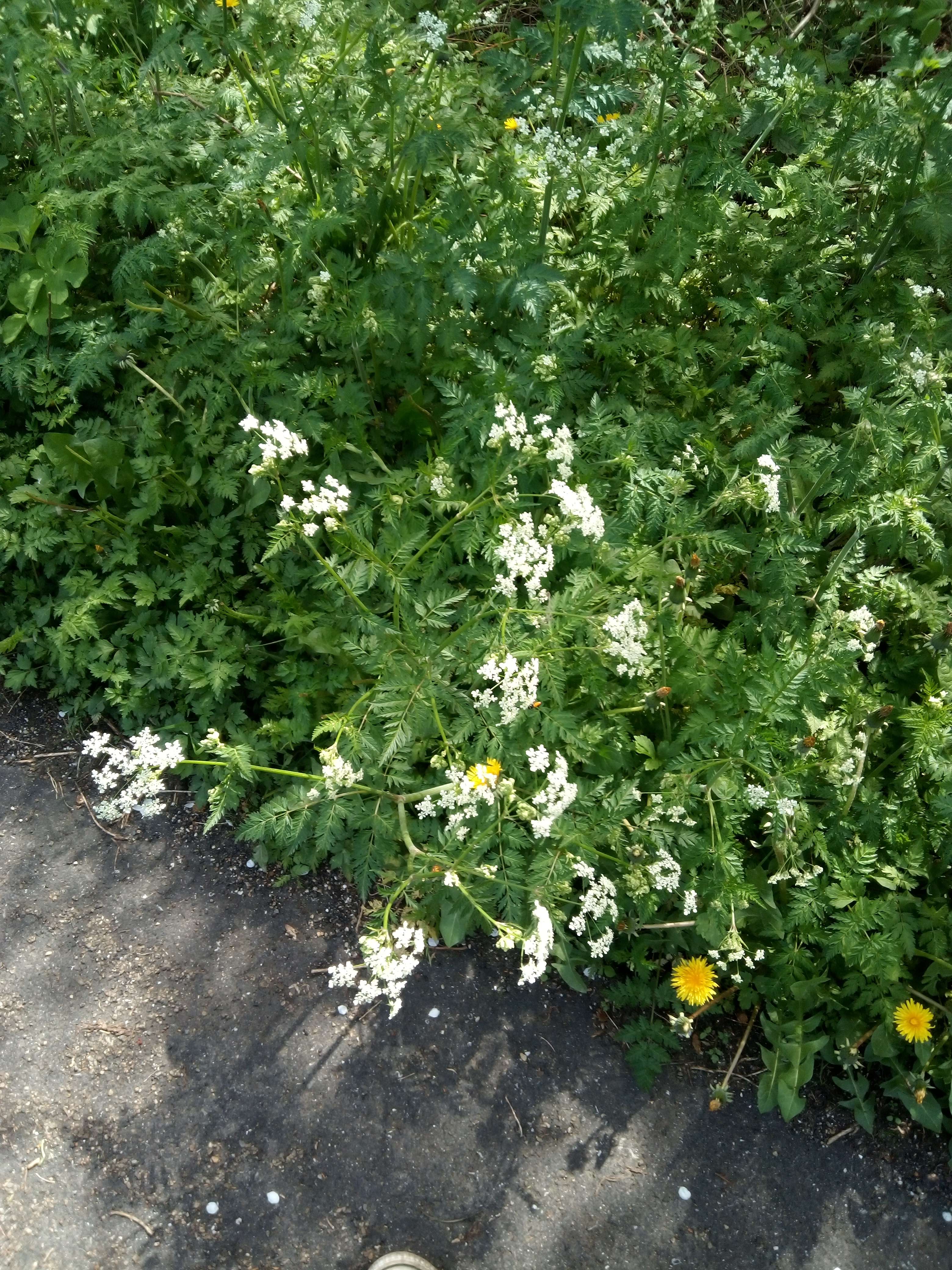Faites attention si vous r&eacute;colte des fleurs blanches comme la carotte sauvage ou m&ecirc;me du lamier blanc car oui la reine des pr&eacute;s il facile a reconna&icirc;tre il faut pas la conna&icirc;tre pour se confond avec de la Ciqu&eacute; commu tachet&eacute; et aquatique car elle les tr&egrave;s dangereuses m&ecirc;me si elle les belle il nous tu&eacute; a 15 minutes et plus costaud la ses 30 minute 0,2 grammes suffit pour tu&eacute; un homme en plus on l'a d&eacute;couvert la dangerosit&eacute; que depuis 50 ans alors que avant on utilise