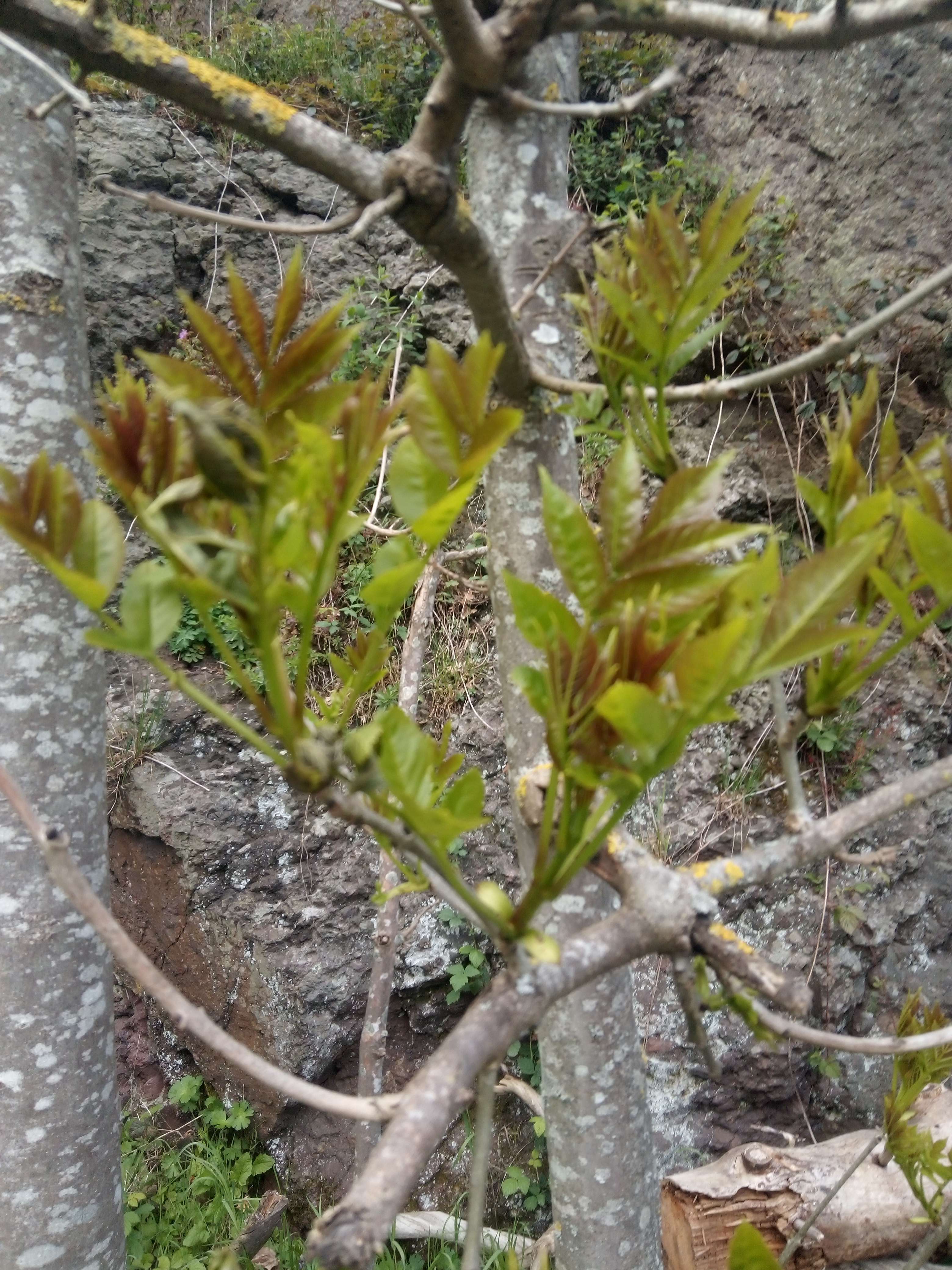 Le fr&ecirc;ne un grand arbre on reconna&icirc;t grase a ses branches Car le bout il les noir tr&egrave;s reconnue en France et en Belgique &eacute;l&eacute;ments de eau oui en &eacute;t&eacute; il les tr&egrave;s humide les feuilles qui est bien pendant les saisons s&egrave;che car les fermiers en donne a leur animaux si il son rien et quand on l'a mange tout les go&ucirc;ts fort dispare comme se lui de ail avec un go&ucirc;t assez fort il les utiliser en m&eacute;decine comme laxatif diur&eacute;tiques anti rhumatismes associ&eacute; au bambou il les bon pour les os