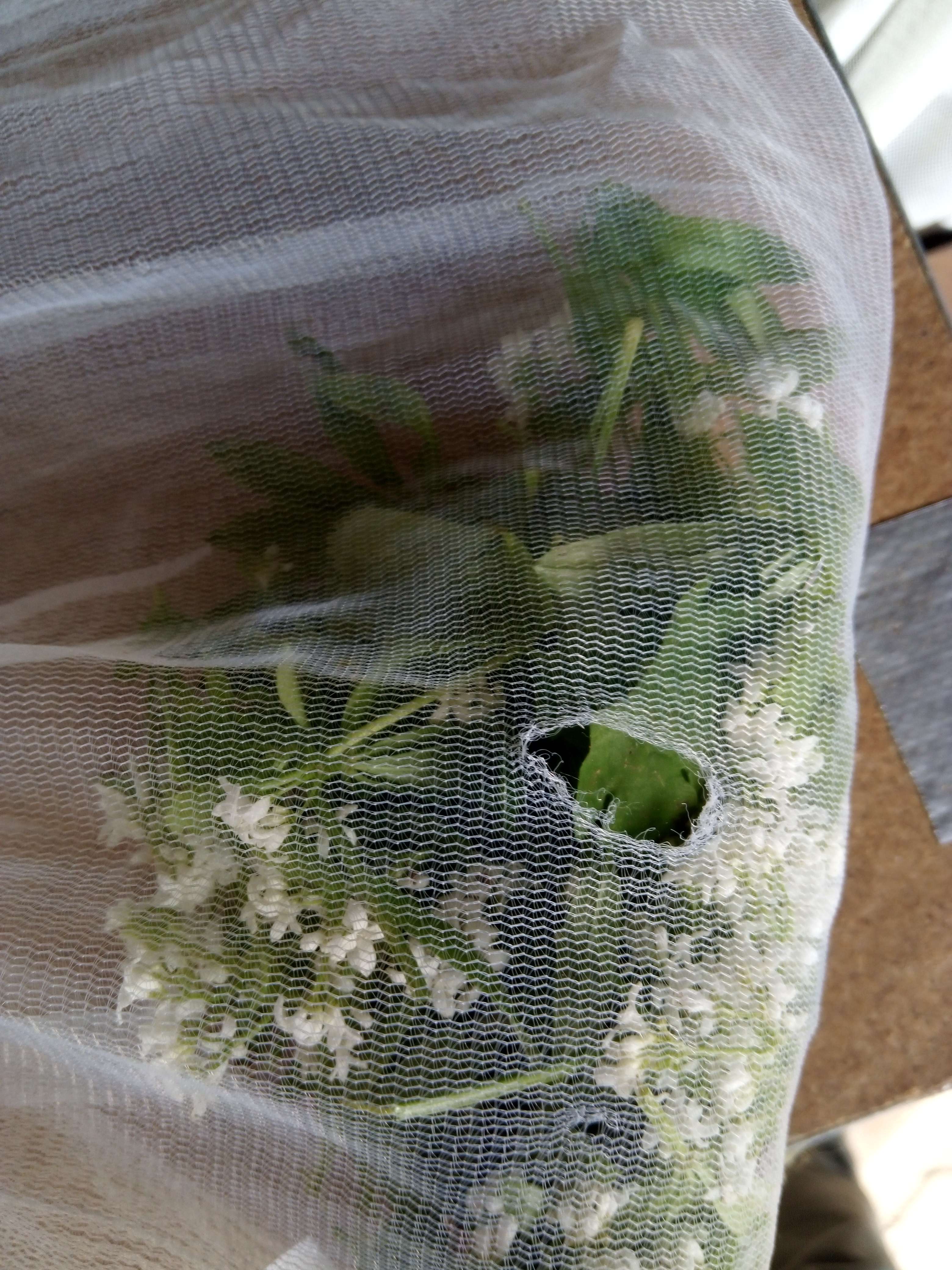 Asp&eacute;rule odorantes on les reconna&icirc;t a ses petit fleurs blanches et a odeur et a son go&ucirc;t unique il fait 10 a 20 centim&egrave;tres utiliser pour faire de l'alcool son aussi th&eacute;rapeutiques il son bon pour la digestion il s&eacute;datif et diur&eacute;tiques plus des effets relaxants