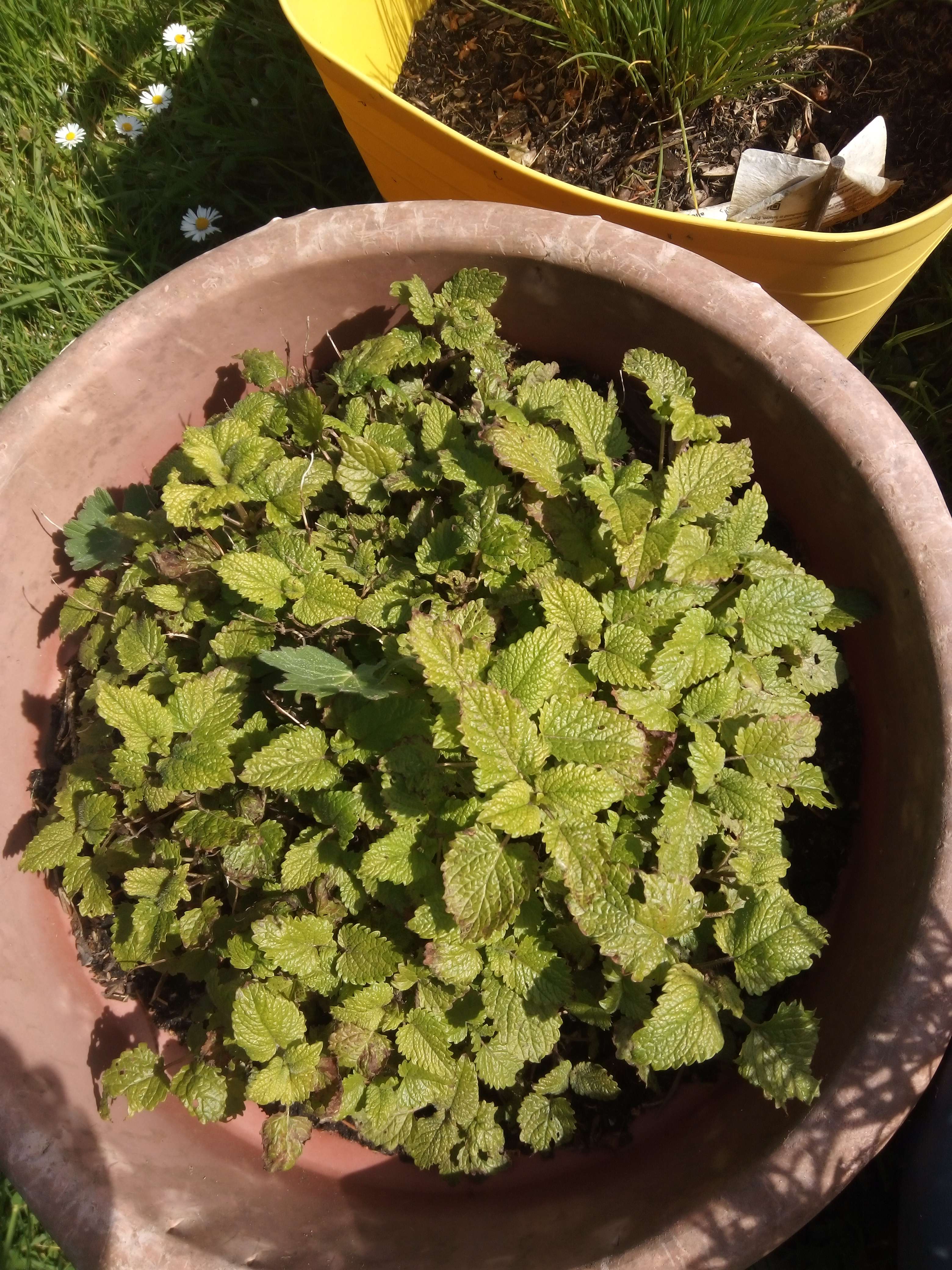 La m&eacute;lisse une petit plantes de 10 a 40 centim&egrave;tres qui fait des fleurs blanches en &eacute;t&eacute; on l'a cultive dans les jardins il son reconnu pour ses vertus s&eacute;datif relaxant digestif anti pasmodique analg&eacute;sique la tradition on fait dans les mariage le et la mari&eacute; bois un verre de vin de m&eacute;lisse et cuisine il les cultive pour son go&ucirc;t citronn&eacute;e et rafra&icirc;chissant