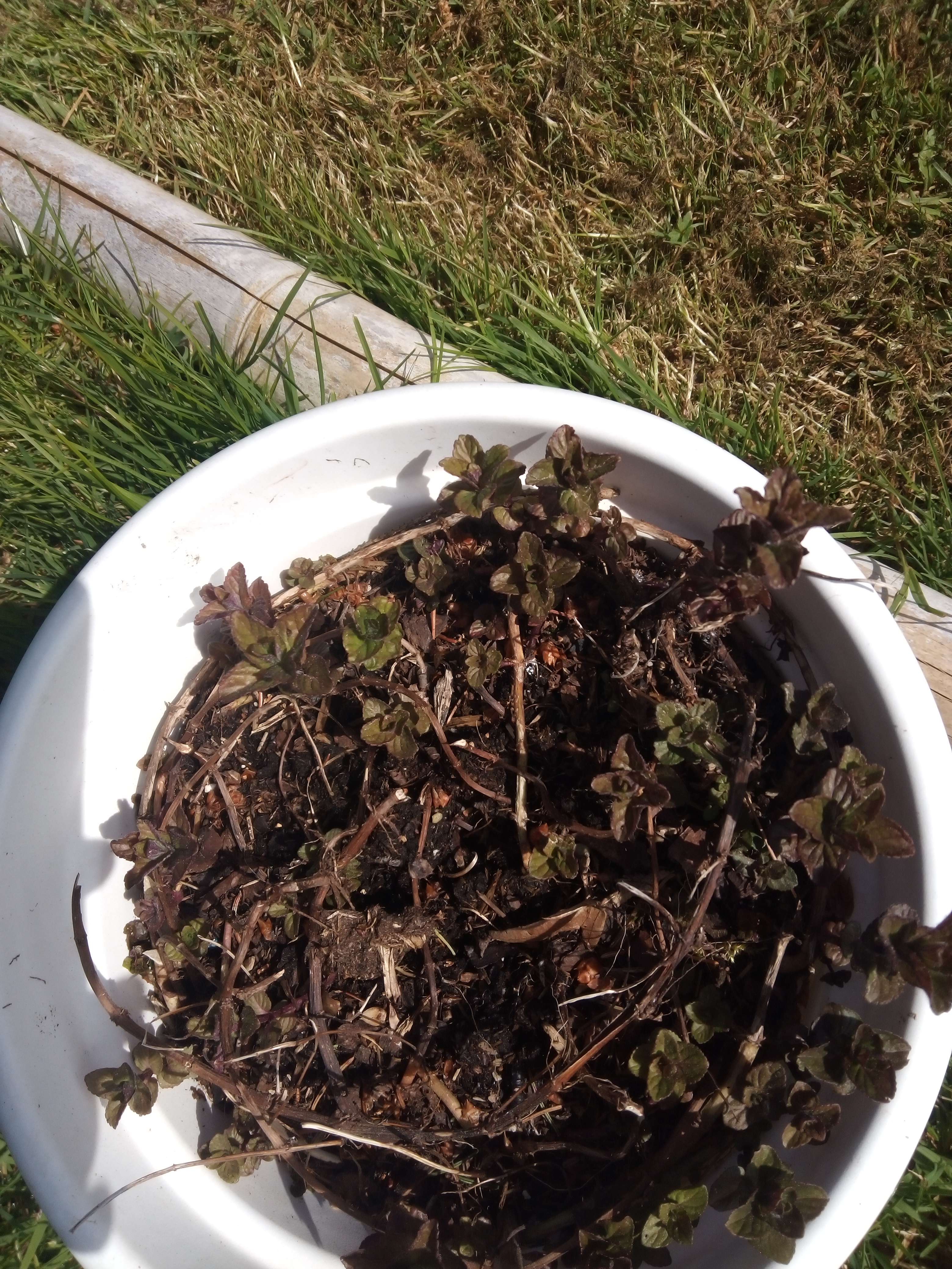 La menthe poivr&eacute;e une petit plantes qui fait 20 a 30 centim&egrave;tres qui peuvent allong&eacute; ou pas en fonction de ses du pot de fleur on met il les aromatiques en cuisine et utiliser en m&eacute;decine pour ses vertus digestives estomachique emm&eacute;nagogue analg&eacute;sique rafra&icirc;chissant en sirop les enfants qui on pas 12 ans ne pourra pas utiliser du au menthol ne les femmes enceintes et avec mod&eacute;ration du a leur effet sur le c&oelig;ur