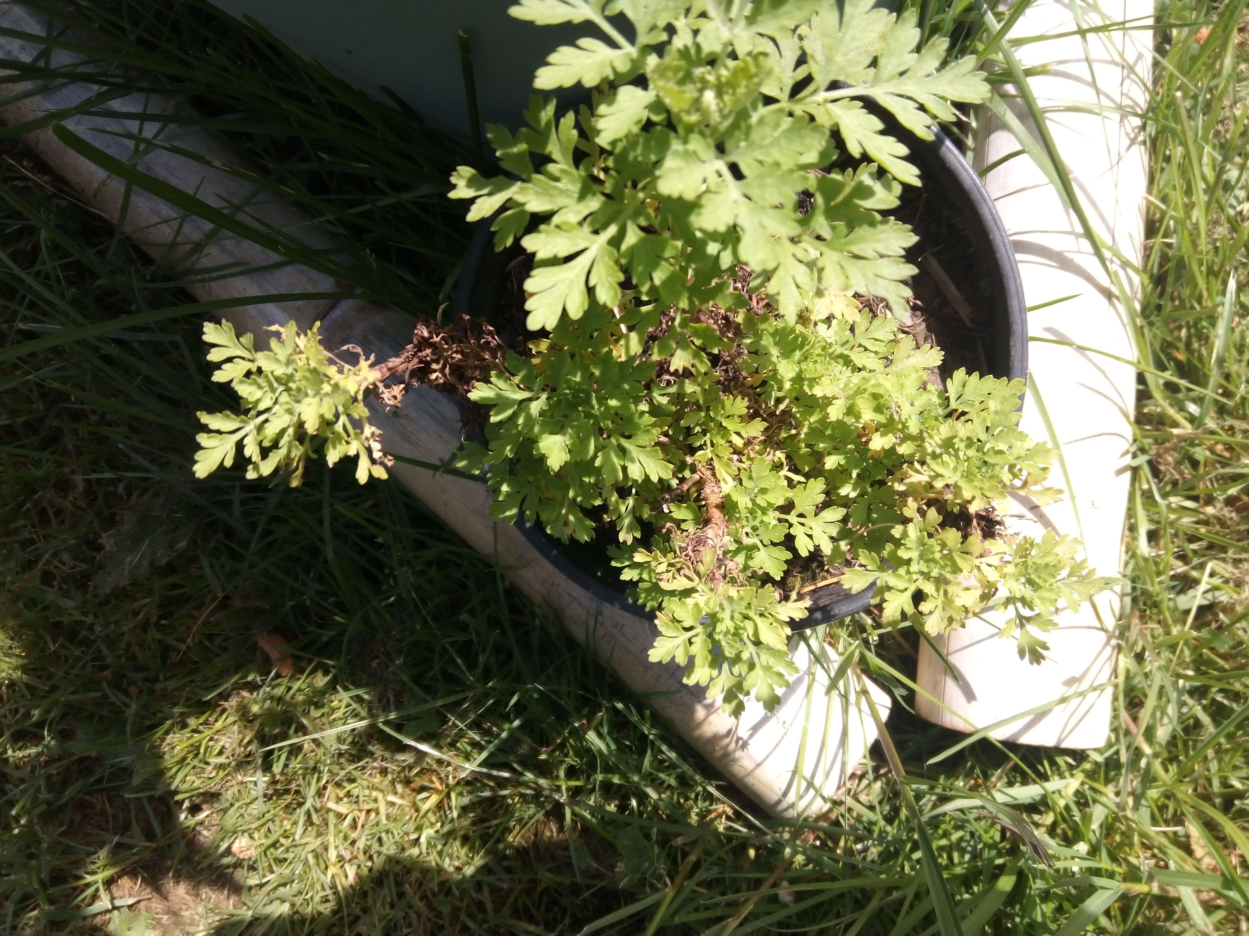 La camomille romaine ses une petit plantes de 30 centim&egrave;tres avec des fleurs blanches en &eacute;t&eacute; comme ses cousins la camomille Allman et la grande camomille et la camomille ananas il son utilise en m&eacute;decine il les calmant s&eacute;datif relaxant anti d&eacute;prime et anti allergique analg&eacute;sique digestif carminative la camomille romaine il les rare en France et Belgique parque il faut un sol particulier on trouve pas souvent dans la nature