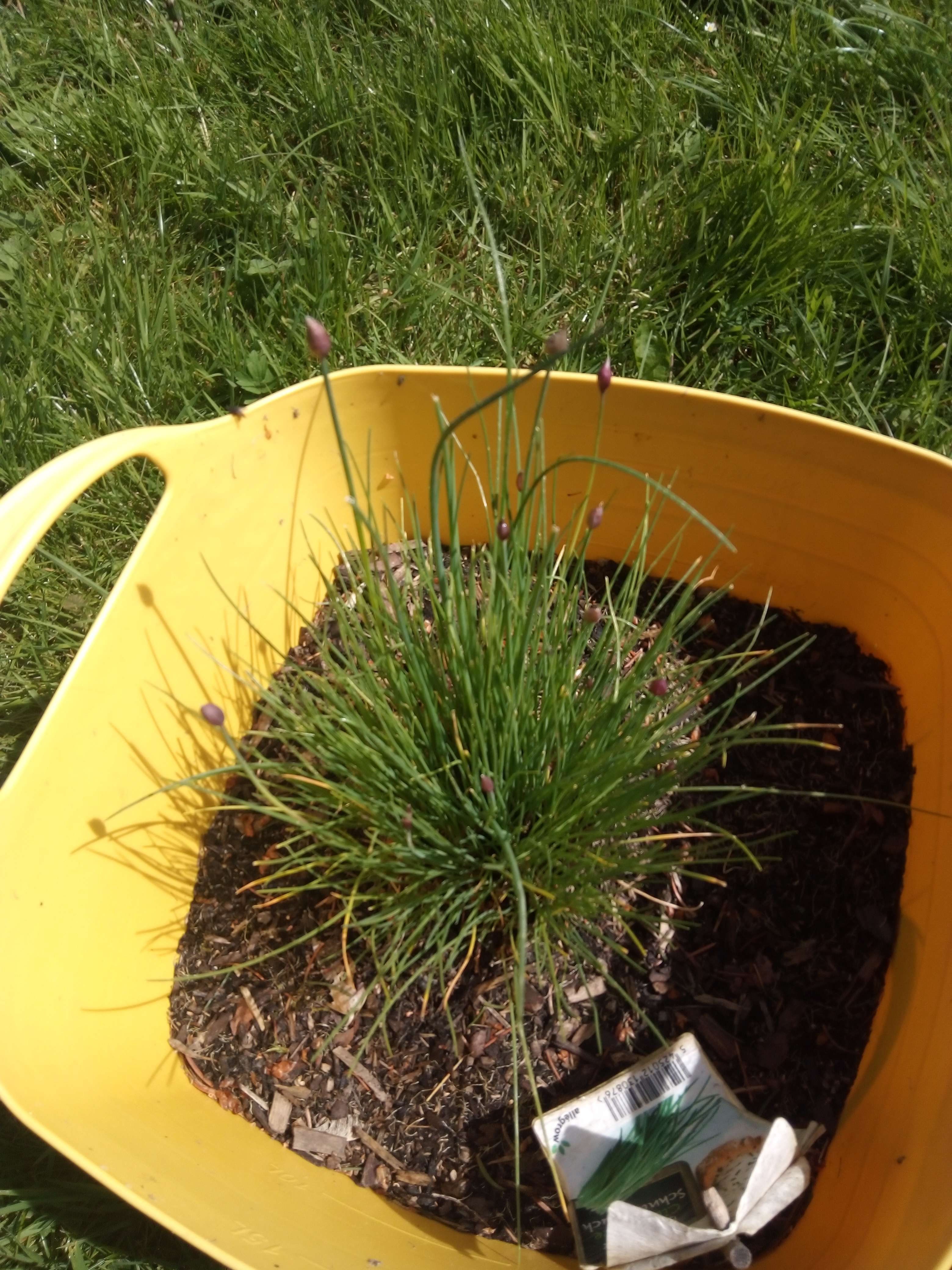La ciboulette une petit plantes aromatiques qui es cultive pour beaucoup dans les champs et les jardins on peut trouv&eacute; aussi dans la nature en France et en Belgique il pose les m&ecirc;me vertus qui ail cultiv&eacute; et ail des ours ail des ours il des fleurs blanches et la ciboulette des fleurs violettes a mauve