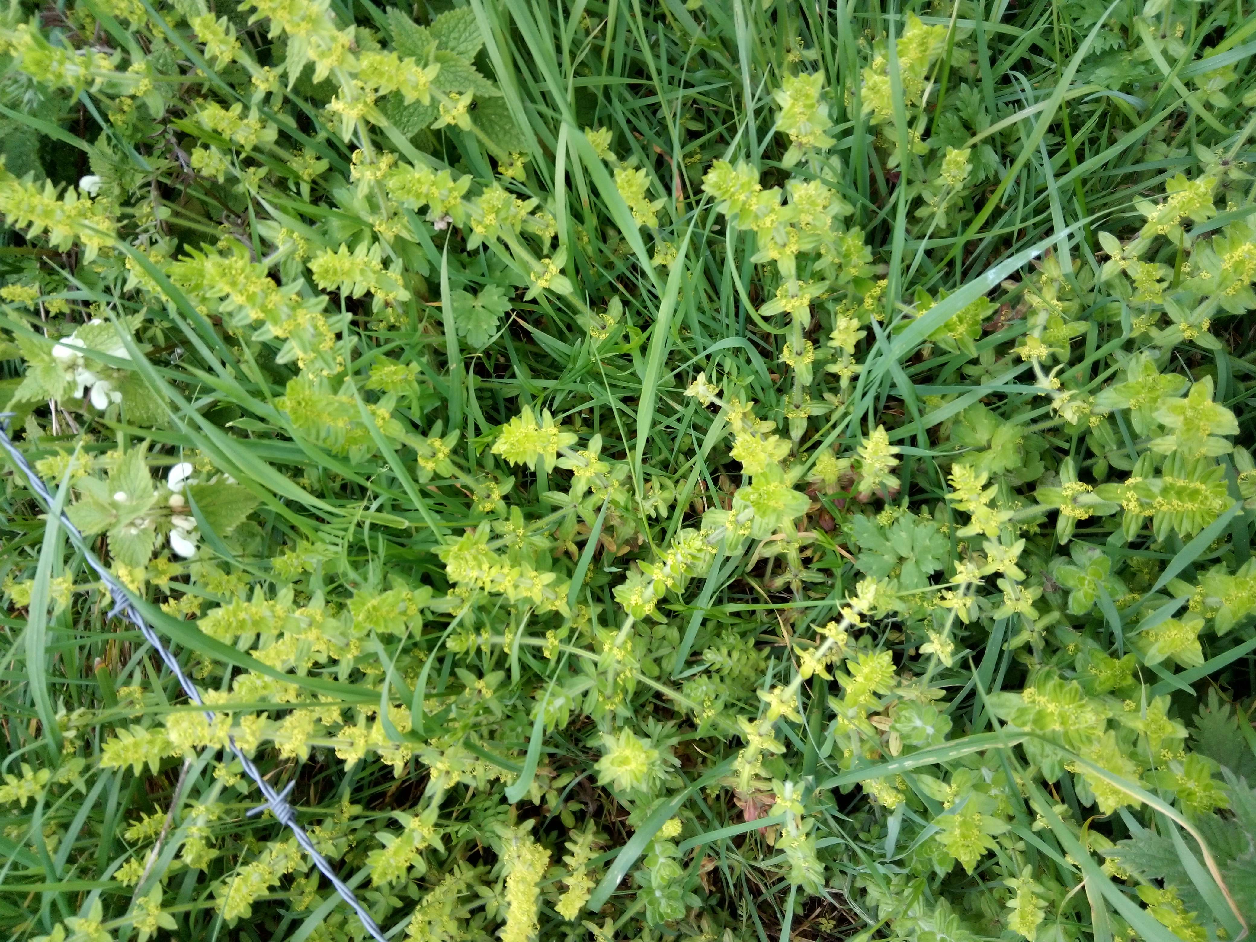 Achille Mille une petit plantes vertes et les fleurs verte clair qui pousse en groupe avec des petit feuilles la plus messur 20cm il les m&eacute;dicinales il les h&eacute;mostatique cicatrisant anti pasmodique il les utiliser en tisane en cataplasme en tm aussi en huiles solaire il les interdits au femme enceinte malgr&eacute; elle les pas toxiques car comme sa cousine Achille Mille feuilles elle son abortive