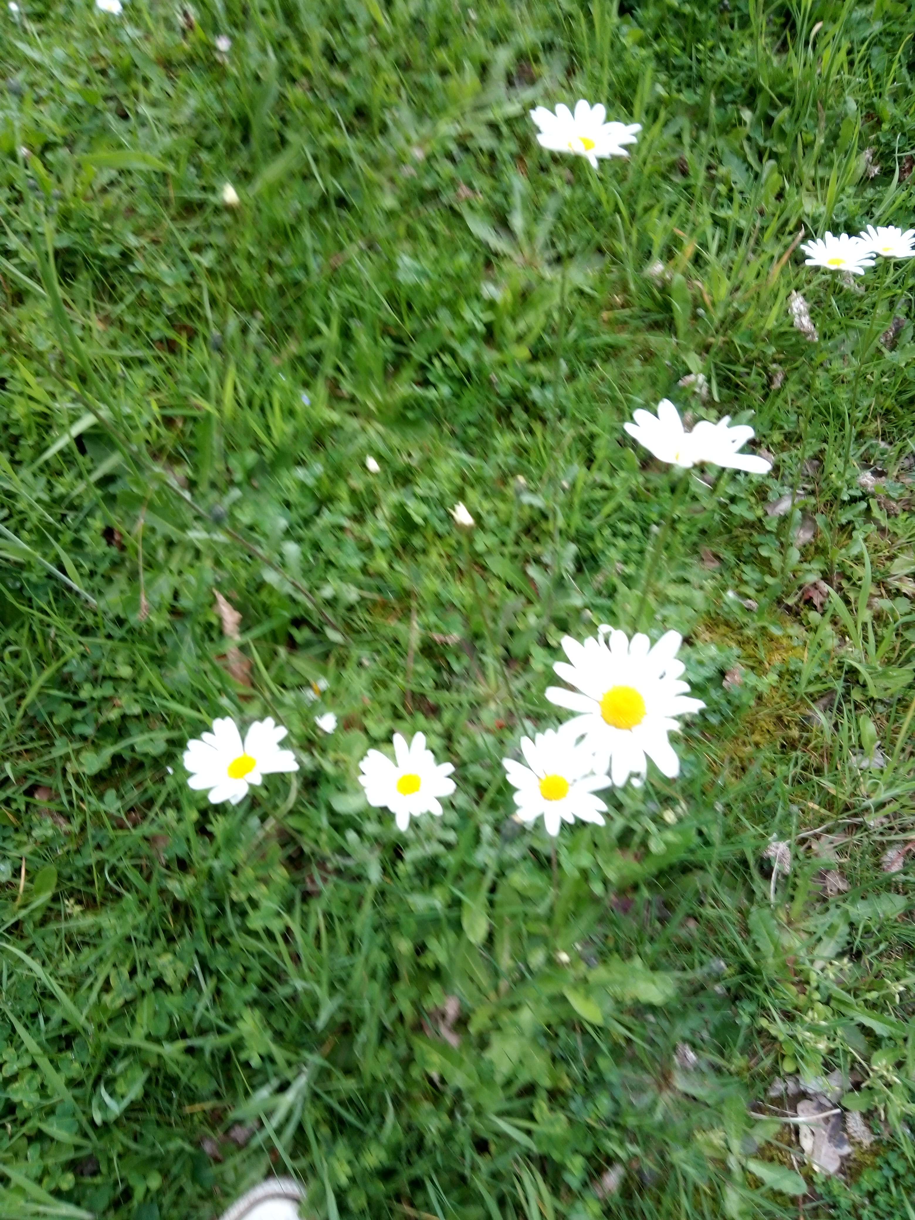 La marquerite un petit plantes au fleurs blanches et au petit feuilles vert on l'a trouve partout en France et en Belgique il les oubli&eacute; en m&eacute;decine et en cuisine il les comestibles les fleurs il son un go&ucirc;t sucr&eacute; et la racine il son un go&ucirc;t &eacute;pice et en m&eacute;decine il les astringent et laxative on utilise la fleur mais il les pas utiliser en m&eacute;decine et chez les herboristerie malgr&eacute; on l'a d&eacute;couvert ses vertus th&eacute;rapeutiques sans toxicit&eacute;