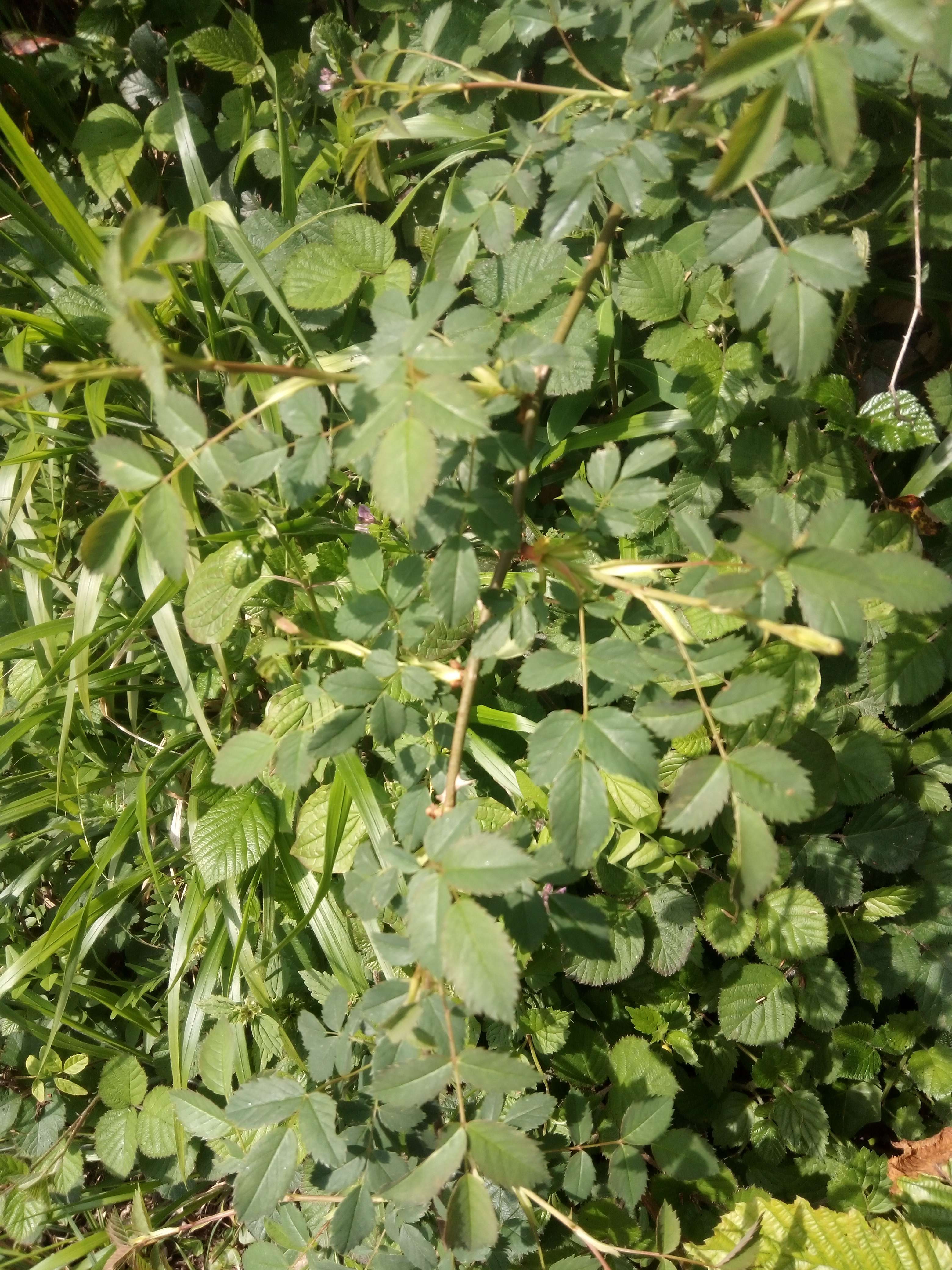 Les &eacute;glantier un Barbusse qui as des fleurs blanches avec des coutour rose et les Bourgon un peu Rouge et ses fruits rouge vive m&eacute;dicinales et comestibles les fuir anti oxydant et riche en vitamine c et les fleurs et feuilles anti fatigu&eacute;e stimulant syst&egrave;me immunitaire adoucissant hydratant de la peau on l'a trouv&eacute; dans les campagnes elle contient des huiles essentielles des tanin attention elle les des &eacute;pine