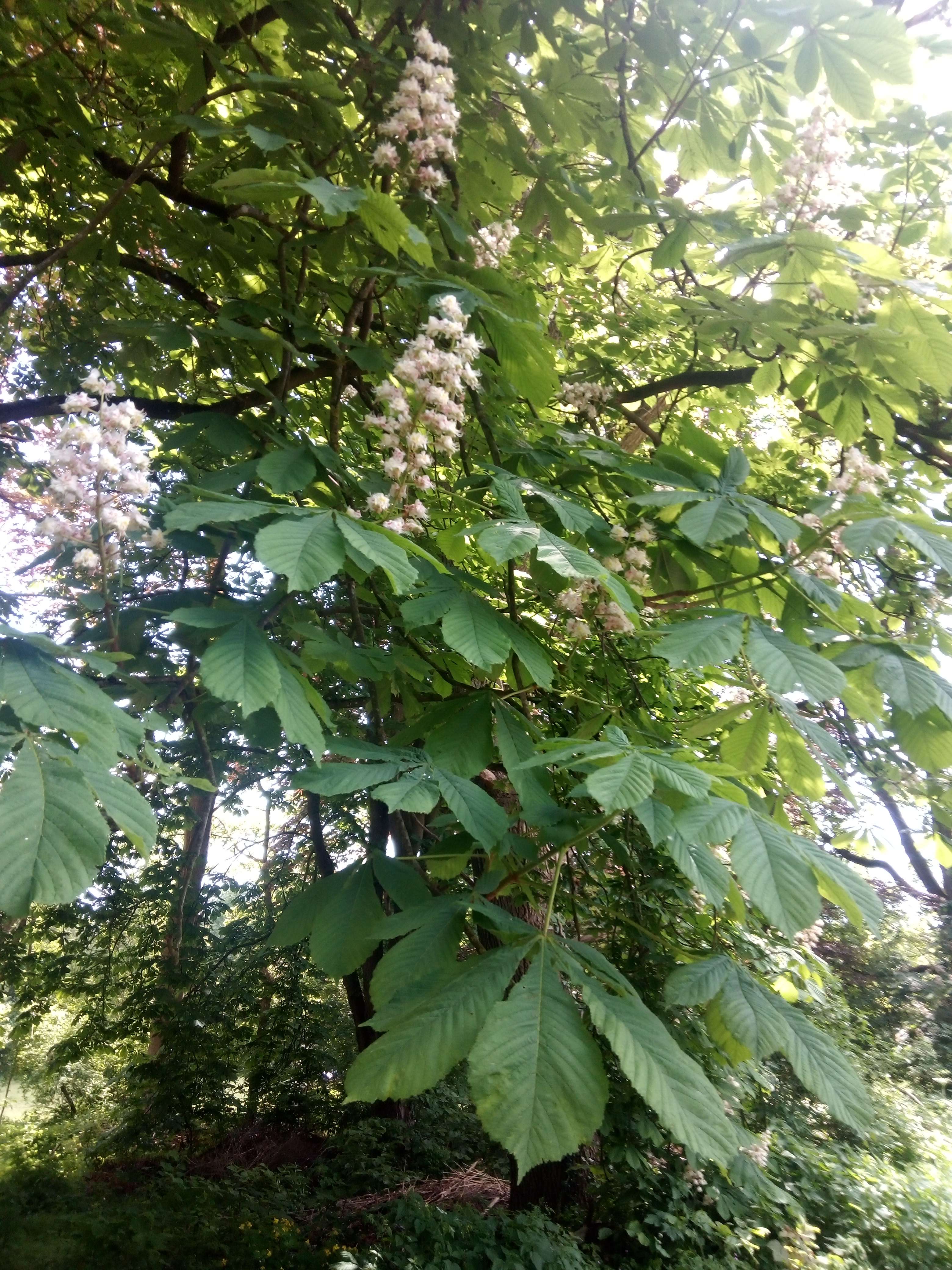 Le marronnier d'Inde une grande arbre au grand feuilles au fleurs blanches avec le entre rouge il donne les fruits a automne il son m&eacute;decin quand on les grands il les fluidifiant sanguine vacontriteur il sera bon pour les personnes qui inqui&egrave;te en &eacute;lixirs il aussi digestive il faut faire attention au enfants car pour eu sa peut &ecirc;tre dangereuses avec un go&ucirc;t tr&egrave;s d&eacute;go&ucirc;tant