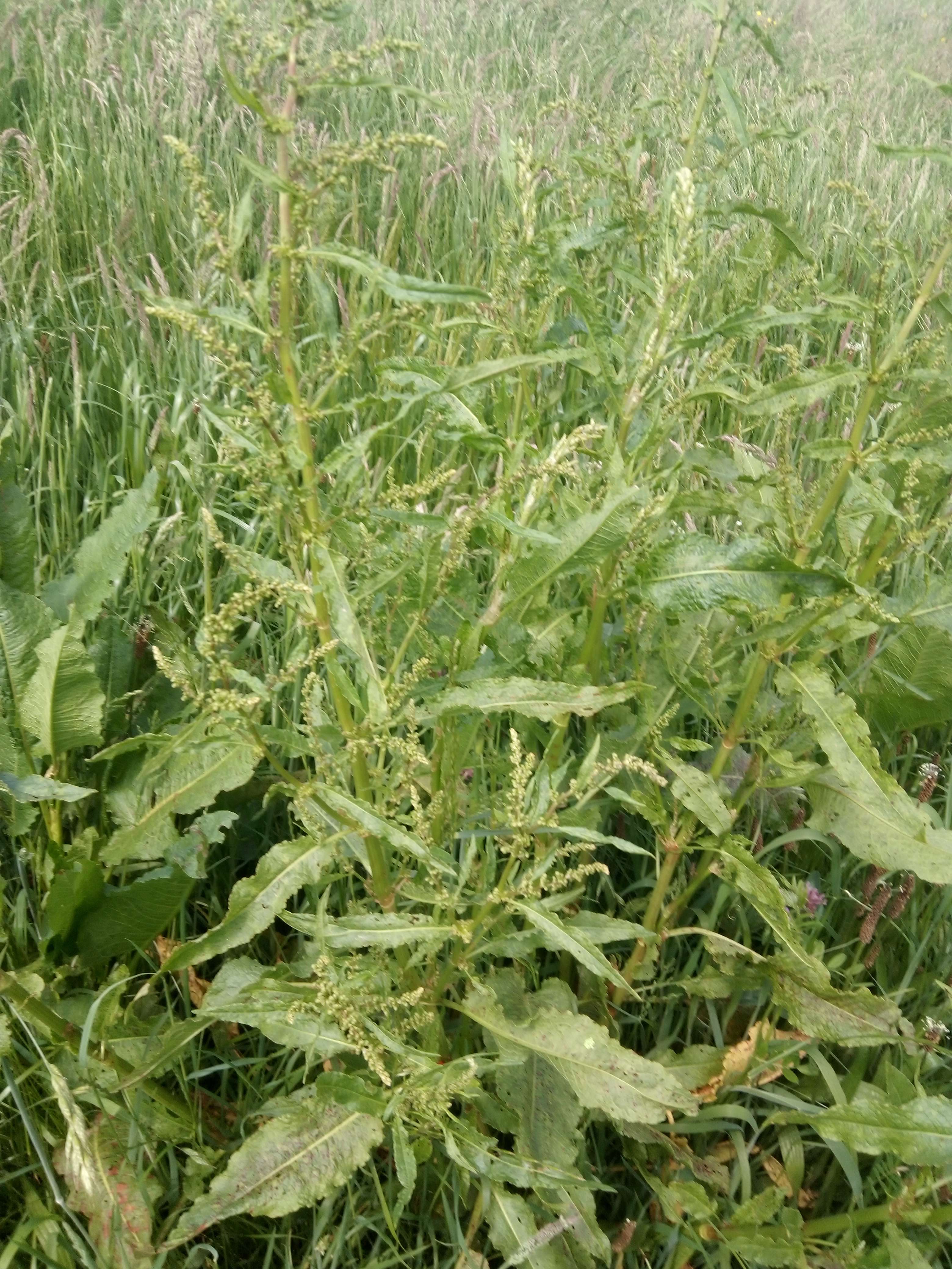 Oseil un grand plante m&eacute;dicinale qui peut &ecirc;tre parfois rouge et les petit fleurs rouge aussi il les comestibles il un go&ucirc;t rafra&icirc;chissant on mange les feuilles et les jeunes pousses utiliser aussi en m&eacute;decine comme digestif diur&eacute;tiques mais les personnes qui souffrent de rhumatismes son d&eacute;conseill&eacute; de utiliser du a acide oxalique il les aussi f&eacute;brifuge