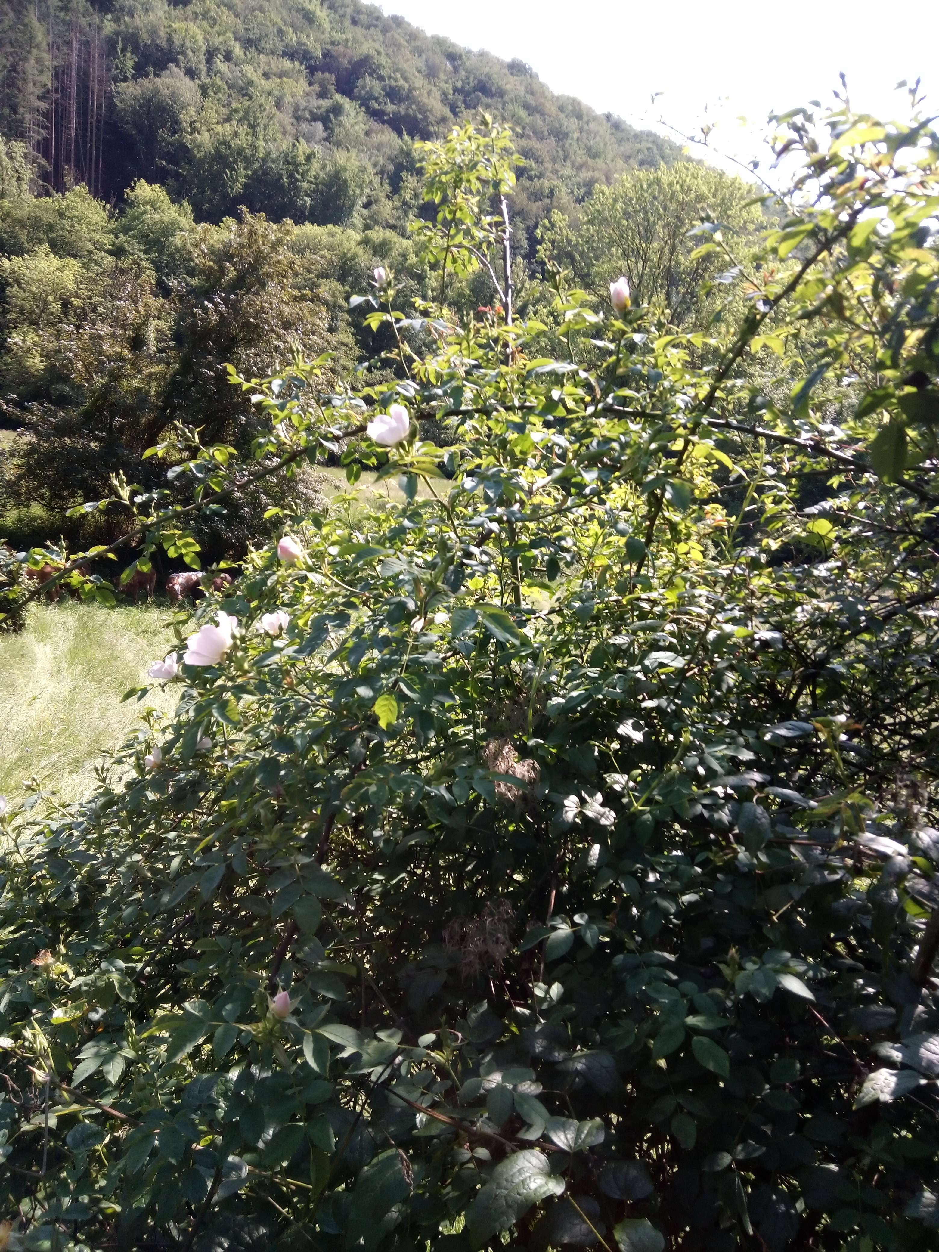 &Eacute;glantier un grand plante comme les ronce qui peut &ecirc;tre tr&egrave;s grande au tige vert au &eacute;pine les fleurs son blanches et l&eacute;g&egrave;re parfum et bord un peu ros&eacute; les jeune pousse un peu rouge et les fruits il son rouge vif m&eacute;dicinales les fleurs et jeune pousse son stimulant syst&egrave;me immunitaire expectorant anti fatigu&eacute;e hydratant le vinaigre cartiotonique et aussi laxatif les fuites son comestibles riche en vitamine c au moyen on utilise comme un bonbon malgr&eacute; la mauvais r&eacute;putation avait avant  #sant&eacute;