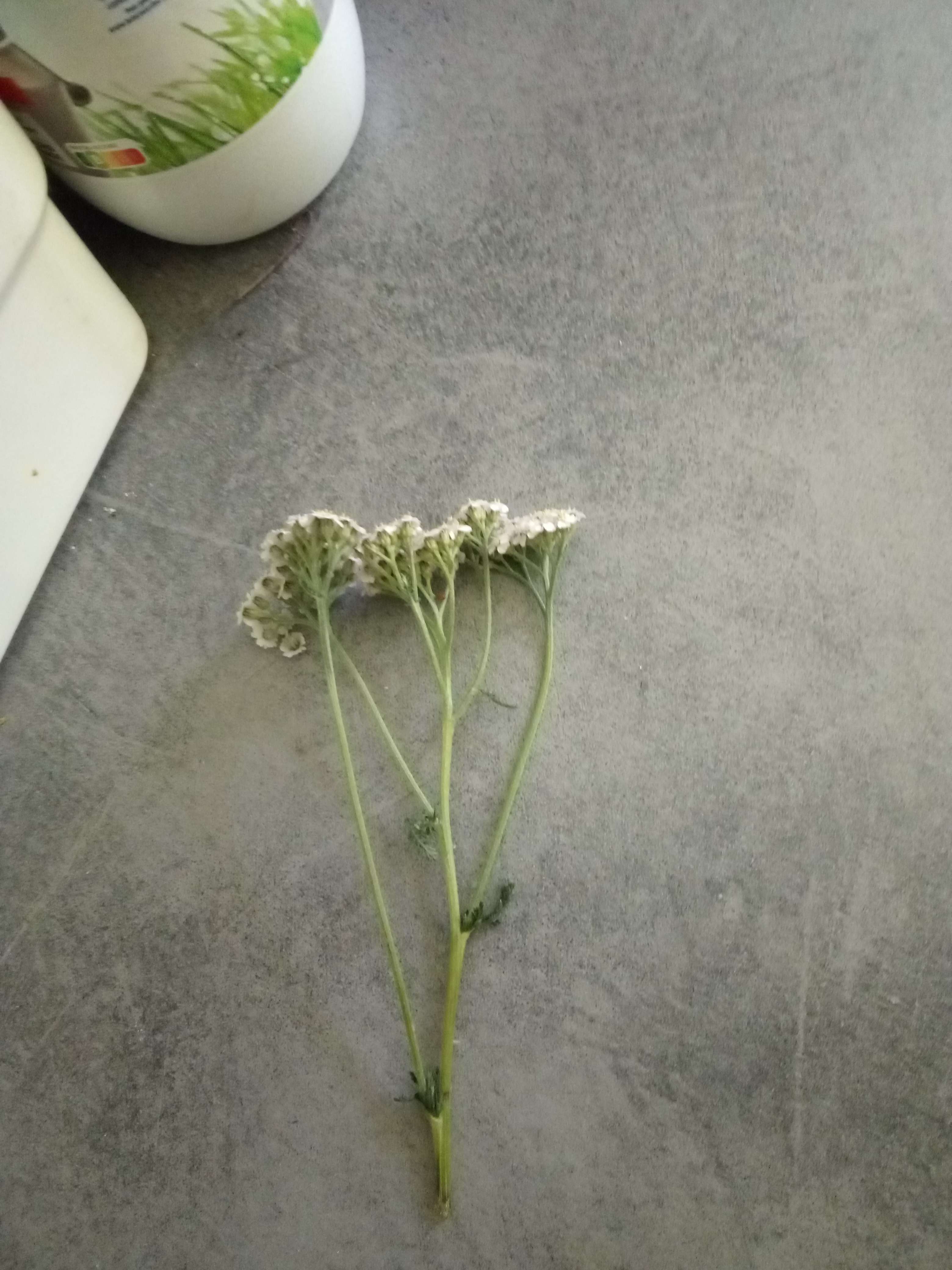 Achille Mille feuilles une petite plante de 30 &agrave; 40 centim&egrave;tres au petit feuilles dent&eacute;e au petit fleurs blanches ou rose et rarement Vert bleu ou rouge il les comestibles mais amer et m&eacute;dicinales il les cicatrisant astringent h&eacute;mostatique d&eacute;congestionnant en beaume il les hydratant il les d&eacute;conseill&eacute; pour les personnes allergique et abortive il les anti pasmodique et anti rides