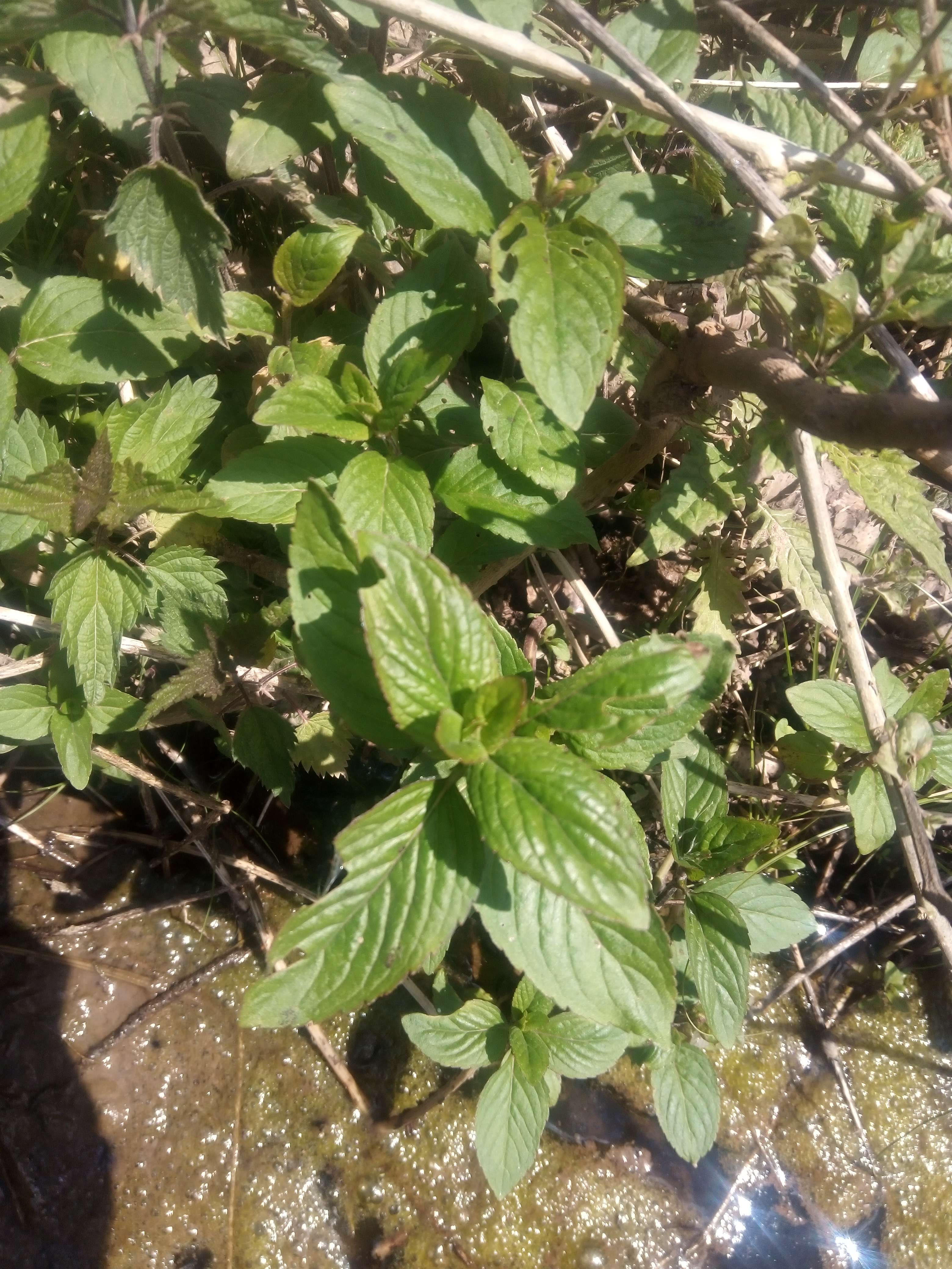 La menthe aquatique un plante vivace et aromatiques au go&ucirc;t de menthes a avec le go&ucirc;t un peu aquatique il vie dans les rivi&egrave;res et les marais et dans les lieux inond&eacute; ses aussi envahissante mais elle veut car de pluie 50 ans elle en voie d'extinction la loi interdit de s&egrave;che les lieux rare si il l'a pas de Bonn les raisons ou de la r&eacute;colte mais il les m&eacute;dicinales il les digestif anti pasmodique analg&eacute;sique ap&eacute;ritif tonique  #plante ne pas utiliser avant &acirc;ge de 12 ans du au menthol jusqu'&agrave; 30%