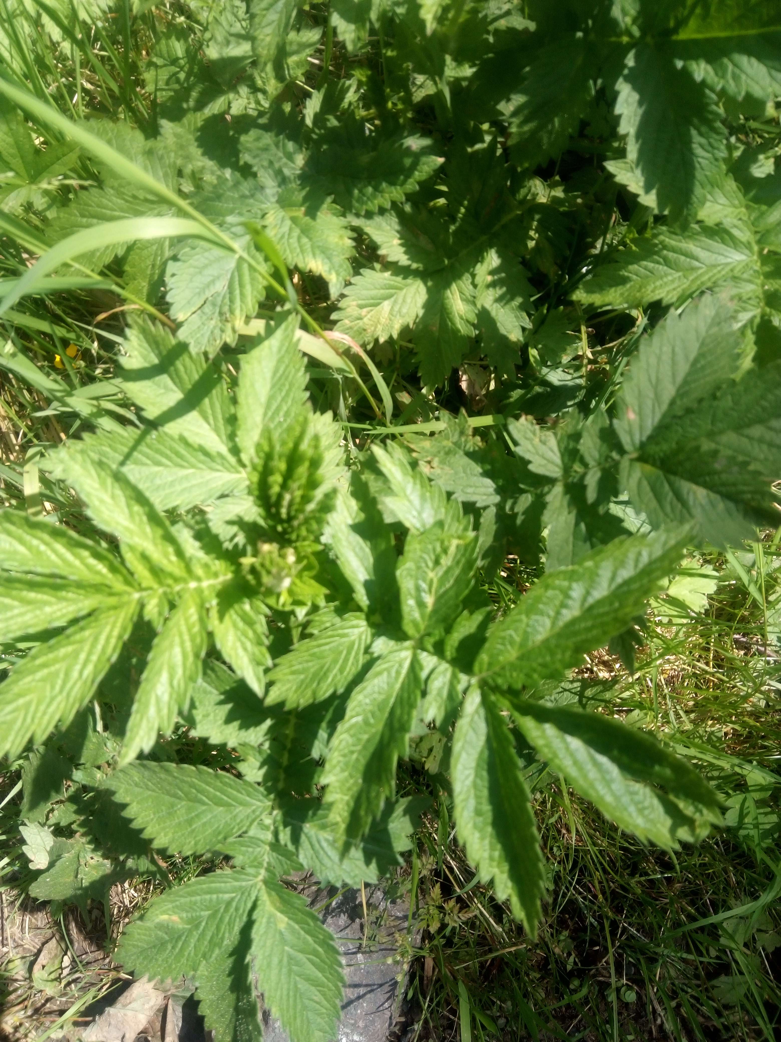 Aigremoine eupatoire une petite plante vivace et l&eacute;g&egrave;rement aromatiques au go&ucirc;t sp&eacute;cial qui fait des fleurs jaunes en une seule tige droite et ses graines qui sacroche au v&ecirc;tement et aussi a ses feuilles il les m&eacute;dicinales il les diur&eacute;tiques d&eacute;purative anti diab&egrave;te protectrice du fois en &eacute;lixirs il aide a anxi&eacute;t&eacute; sans le dire et huiles il les hydratant de la peau s&egrave;che et abim&eacute;s  #plantevivace