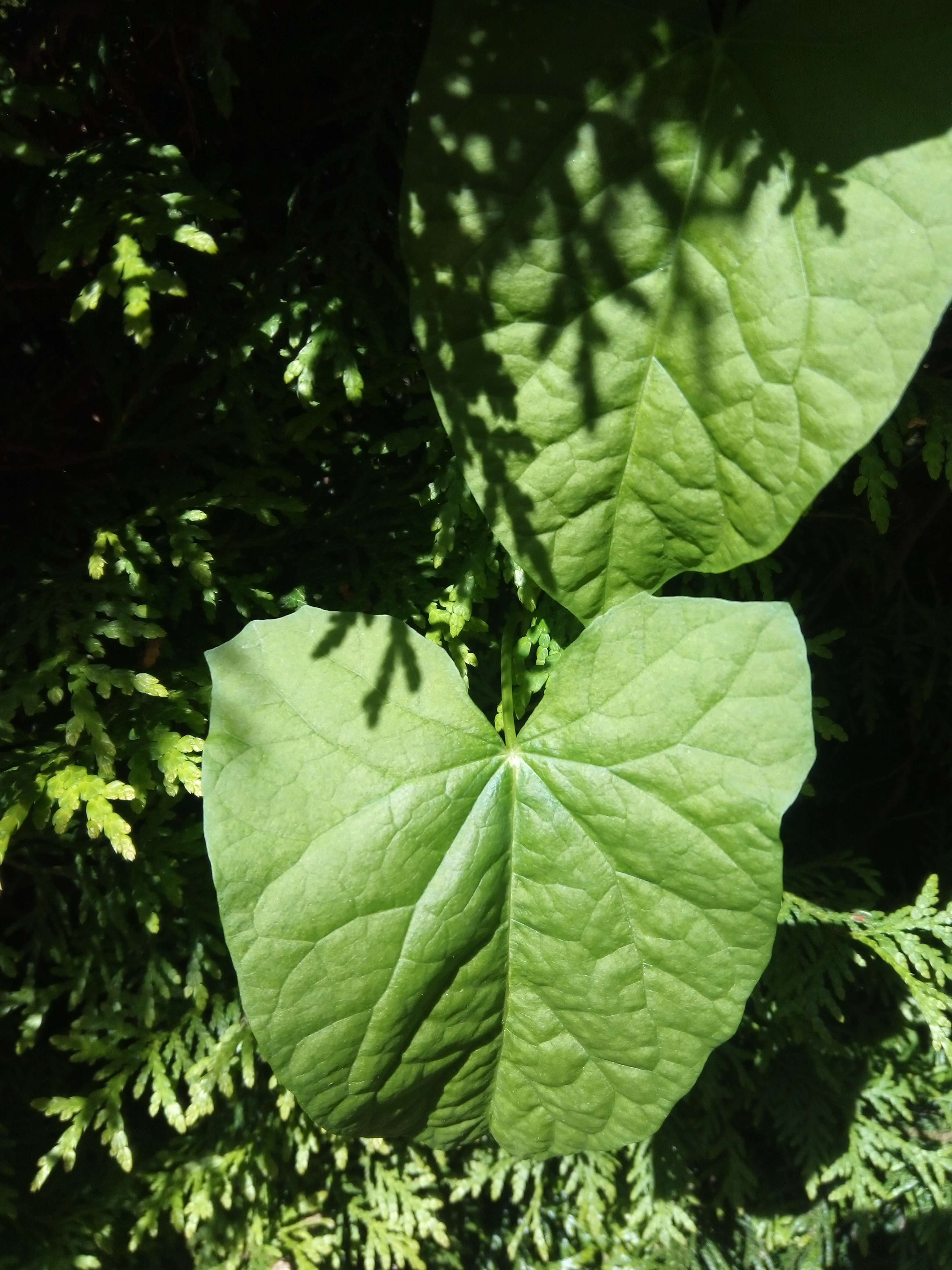 Le lisron une grande plantes grimpantes et vivace qui peut &ecirc;tre envahissante seu qui grandi sur les murs et toi il seront avec des fleurs blanches en forme un antenoir et seu qui vont grimp&eacute; au sol il seront des fleurs rose et rarement bleue il son aussi m&eacute;dicinales il son diur&eacute;tiques laxatif et purgatif tr&egrave;s puissant tellement que en herboristerie il son interdite a la vente de pluie 2011  #plante il peut avoir des grands ou petits feuilles en fonction de sa taille