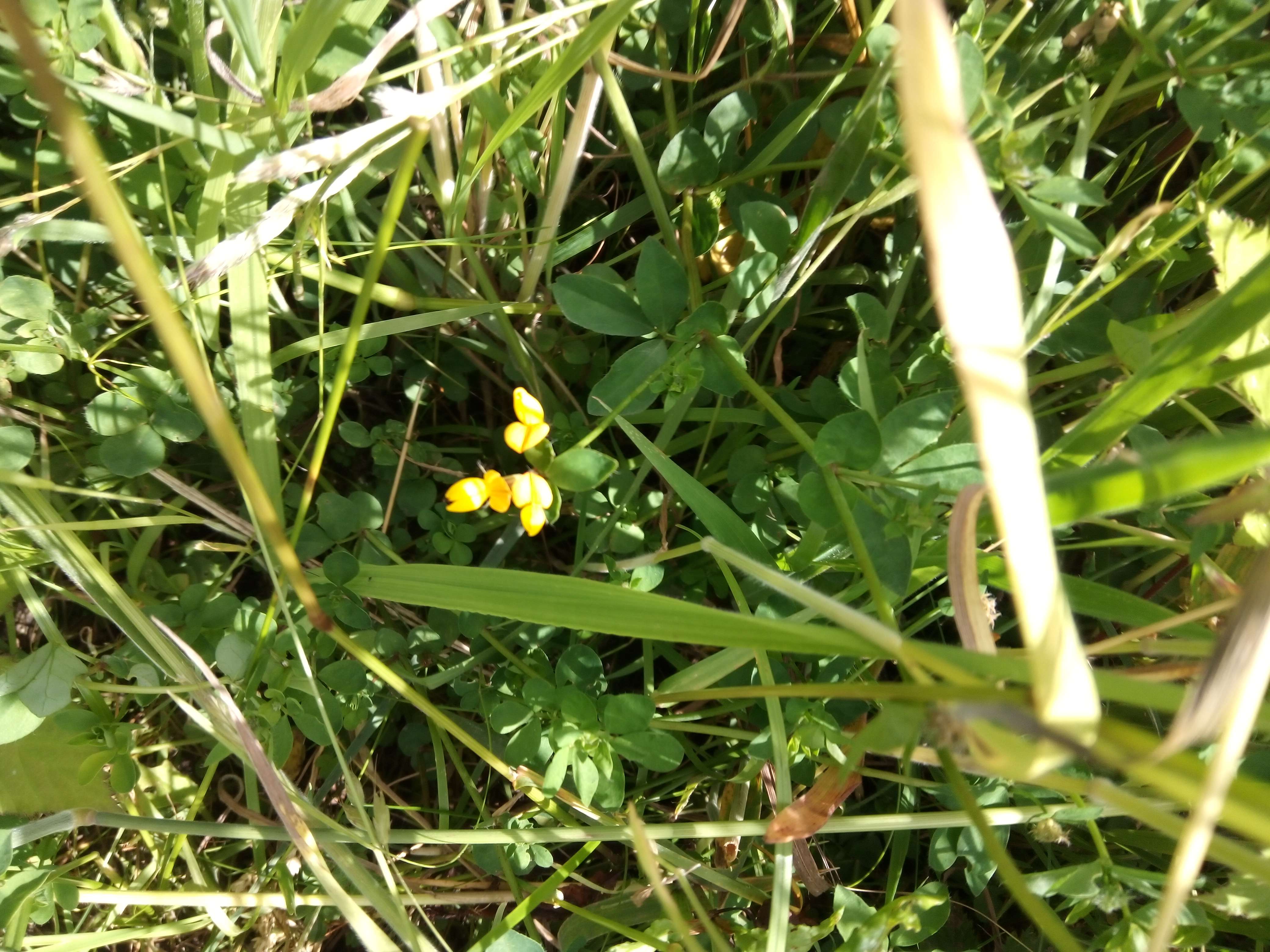 Le m&eacute;lilot une petit plantes vivaces avec des fleurs jaunes et au Petit feuilles qui pousse dans les for&ecirc;ts les prerie les jardins avant il fort longtemps on aromatis&eacute; les fromages et maintenant on utilise pour ses vertus th&eacute;rapeutiques il son calment diur&eacute;tiques fluidifiant sanguine il les bon pour la sant&eacute; mais si on l'a faut faire en s&egrave;che il faut pas qui soi en contact avec la moisissure car elle devient dangereuses a profoquand des h&eacute;morragies si vous voulez un doute alors utiliser pas