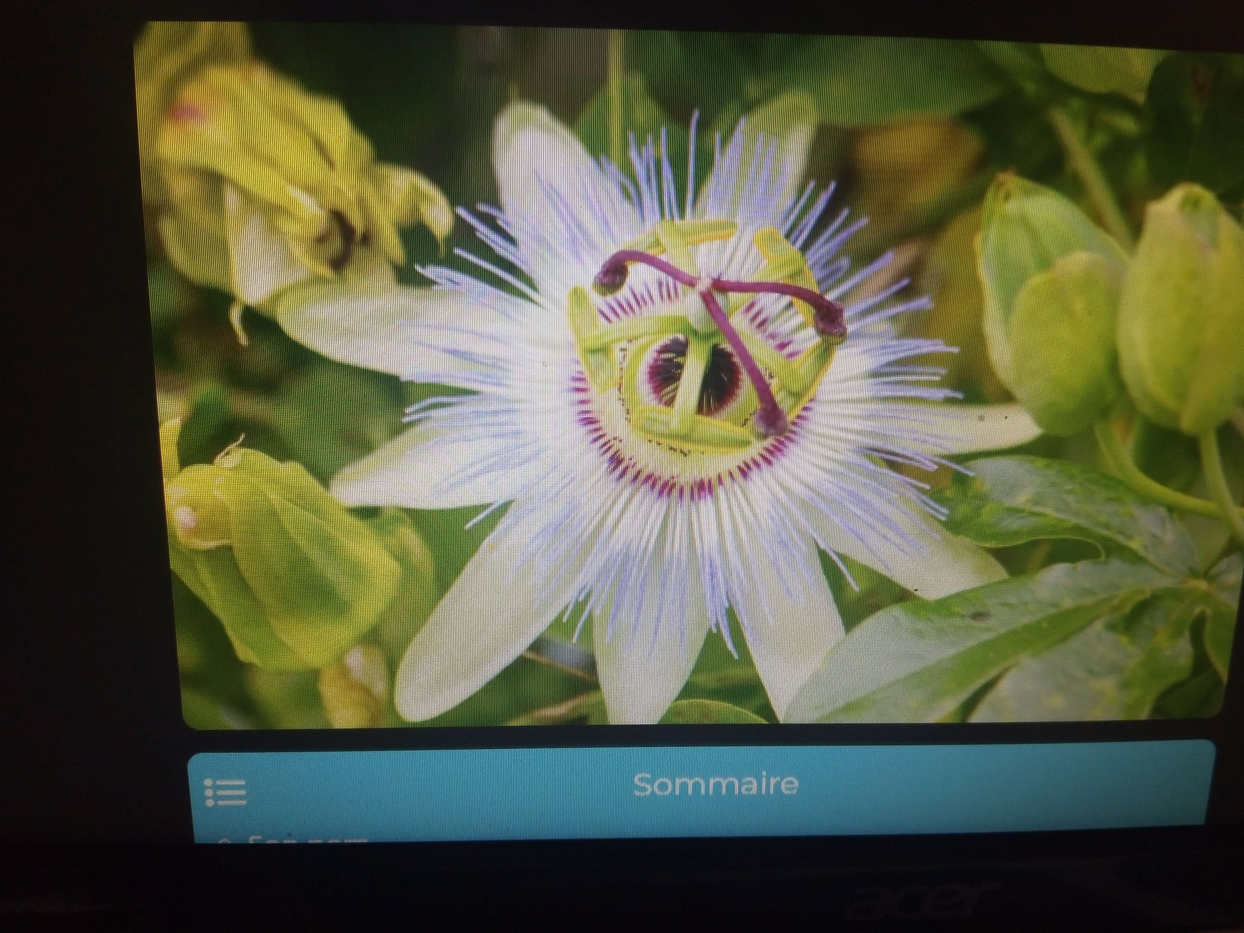 La passiflore une grande plantes vivaces et grimpantes au fleurs bleu un peu mauve au centre blanc il vie dans les pays chauds en Inde et il vive chez nous dans une cers il les m&eacute;dicinales il les relaxant anti d&eacute;prime calment s&eacute;datif ses un son fi&egrave;re naturel