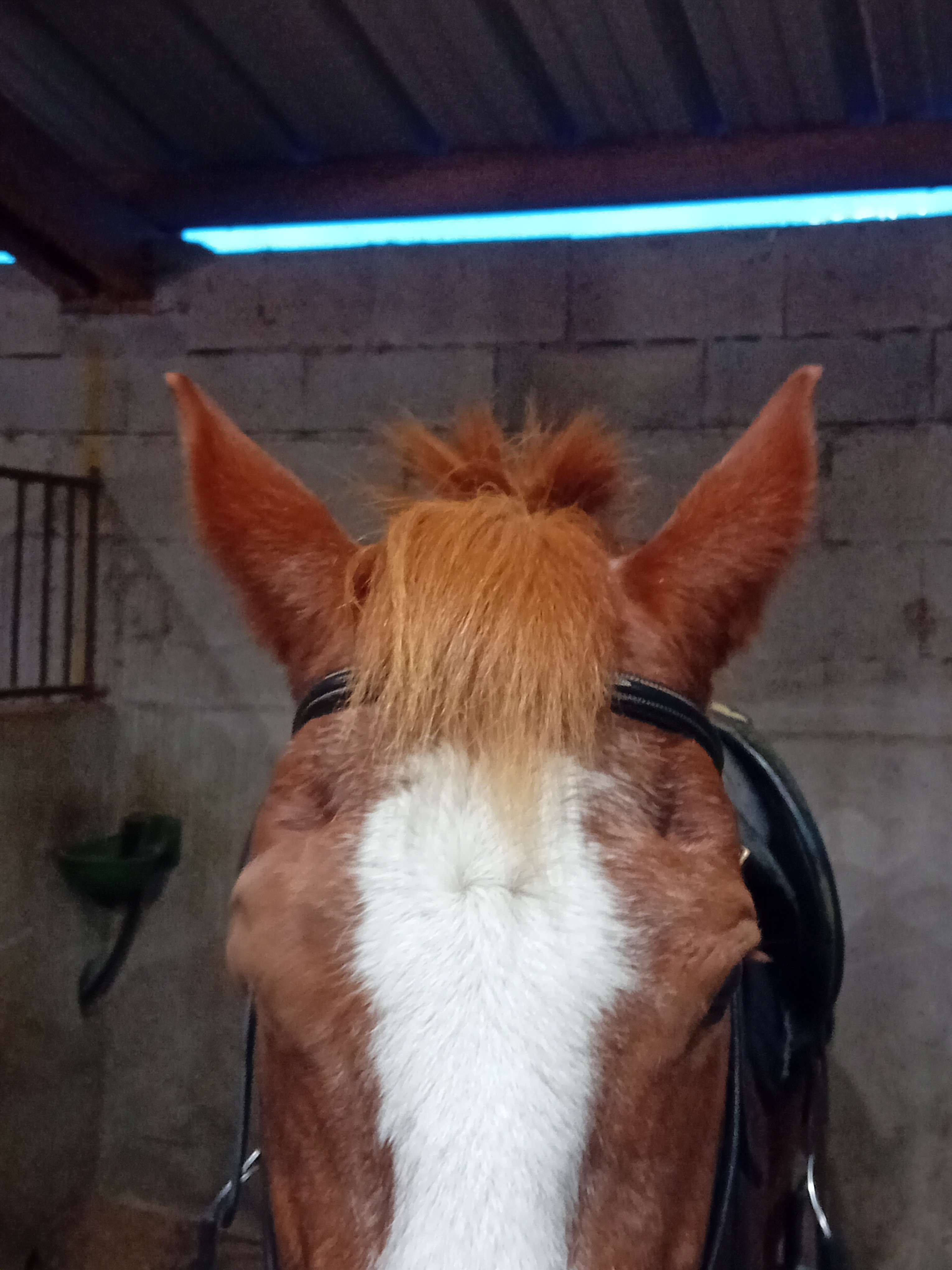 La coupe de zinzin
