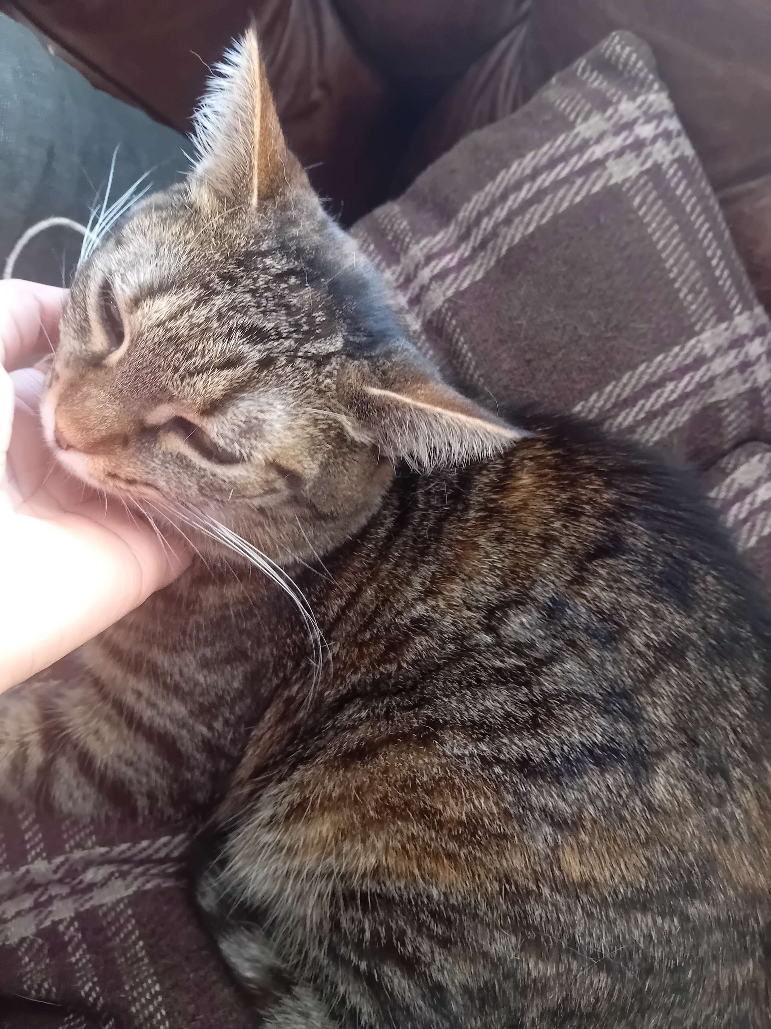 KITTY
