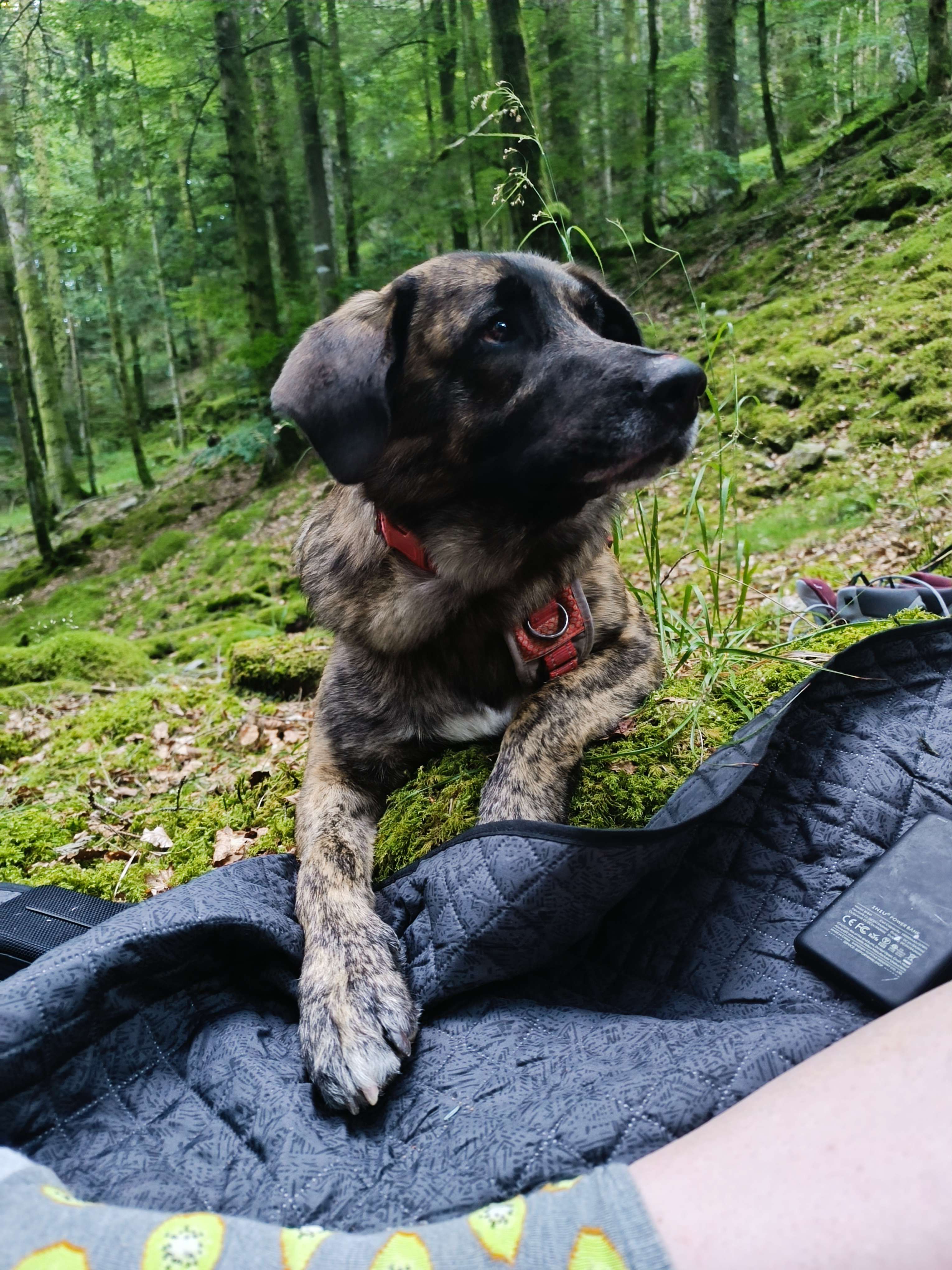 J'&eacute;tais pas activ&eacute; ces derniers jours, je vous &eacute;cris en direct du milieu de la for&ecirc;t ✨