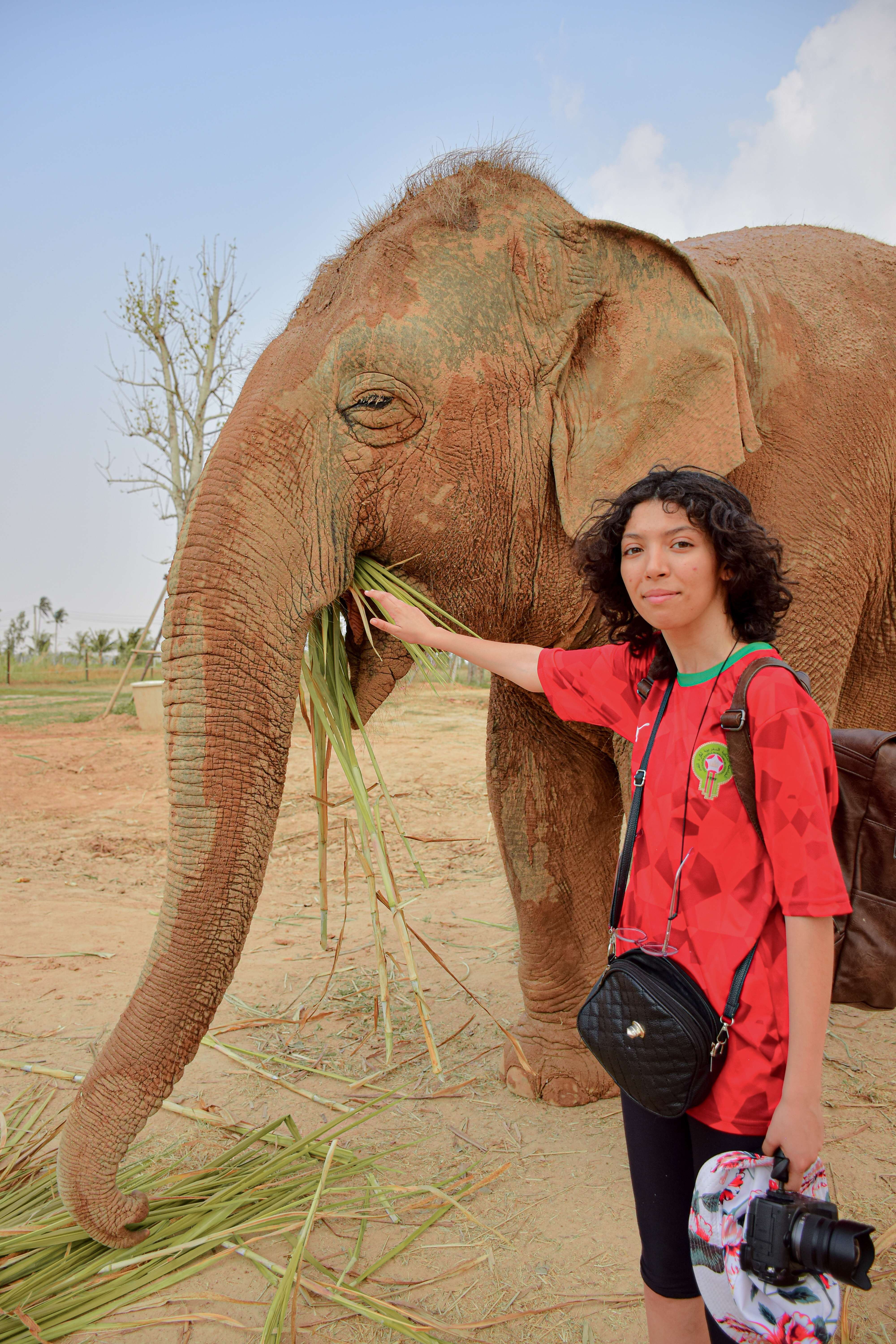 J'aime les &eacute;l&eacute;phants🤭🐘
