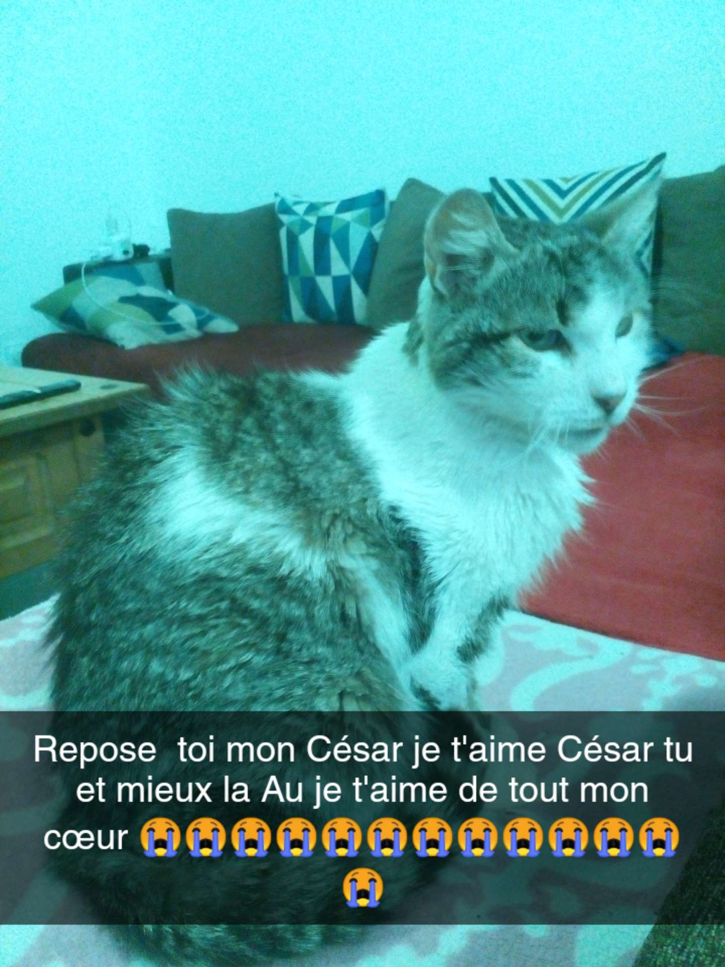 Mon C&eacute;sar et mor hier soir
