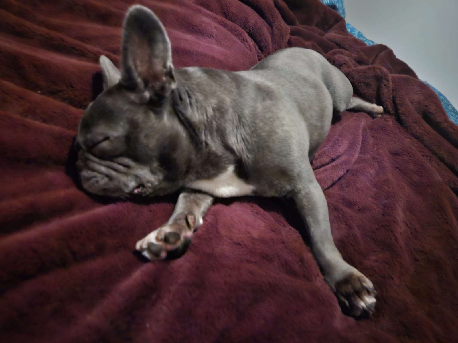 La s&eacute;r&eacute;nit&eacute; 😌



Mon b&eacute;b&eacute; qui fait dodo ❤️🐶