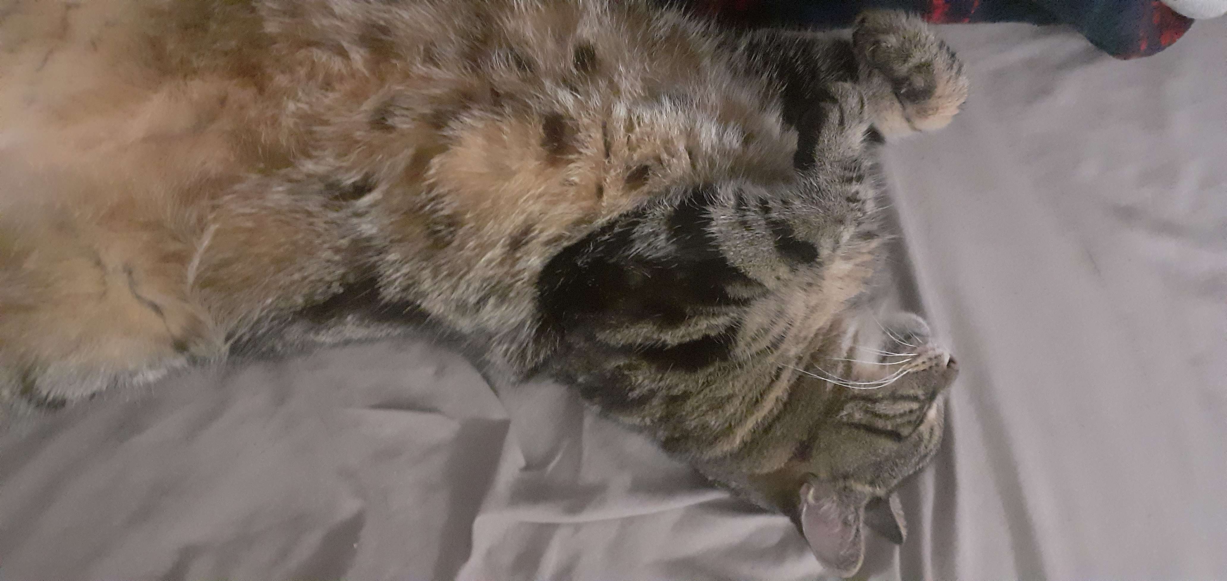 mon chaton qui dort