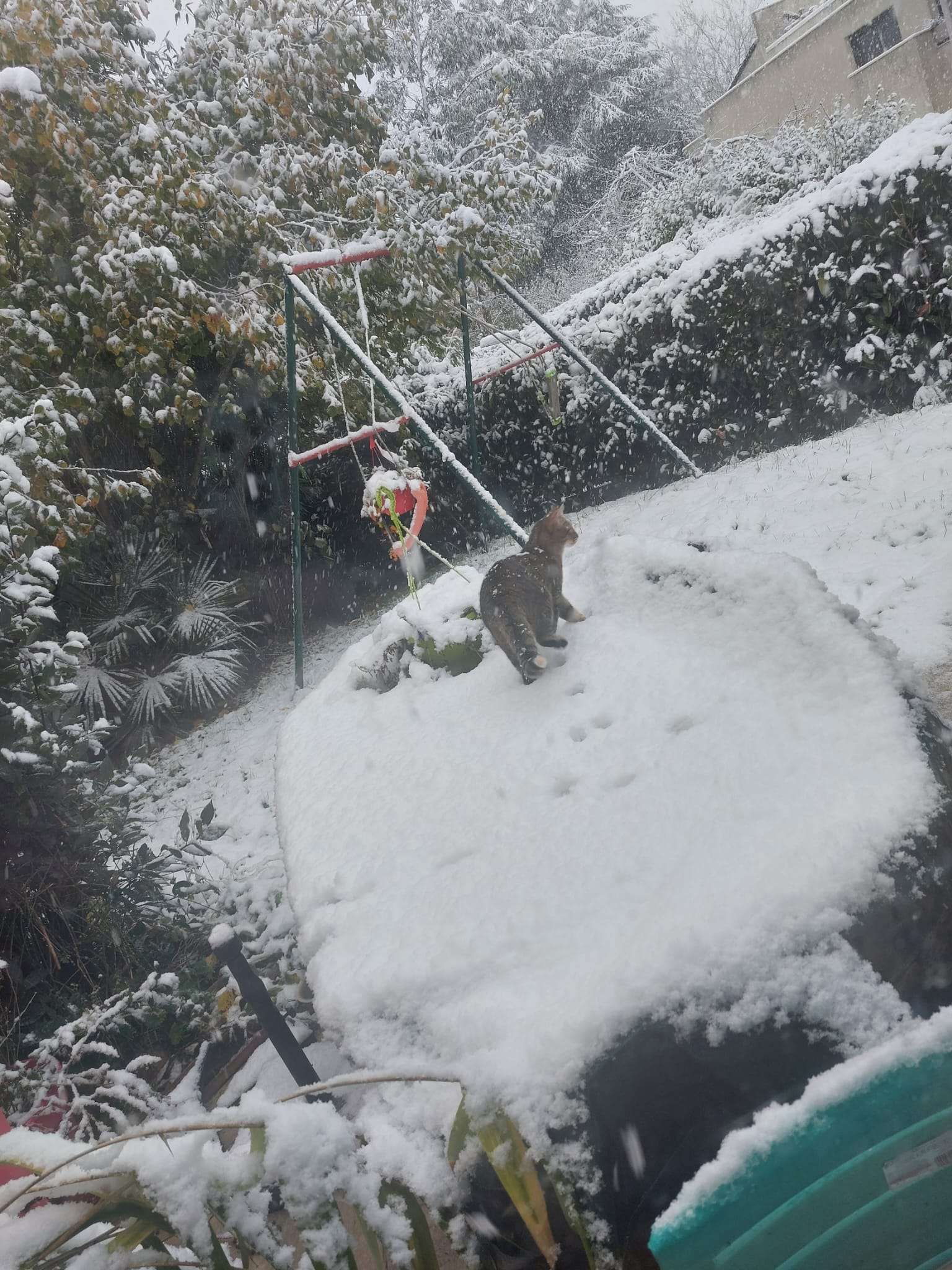 Vive la neige !🥳❄️