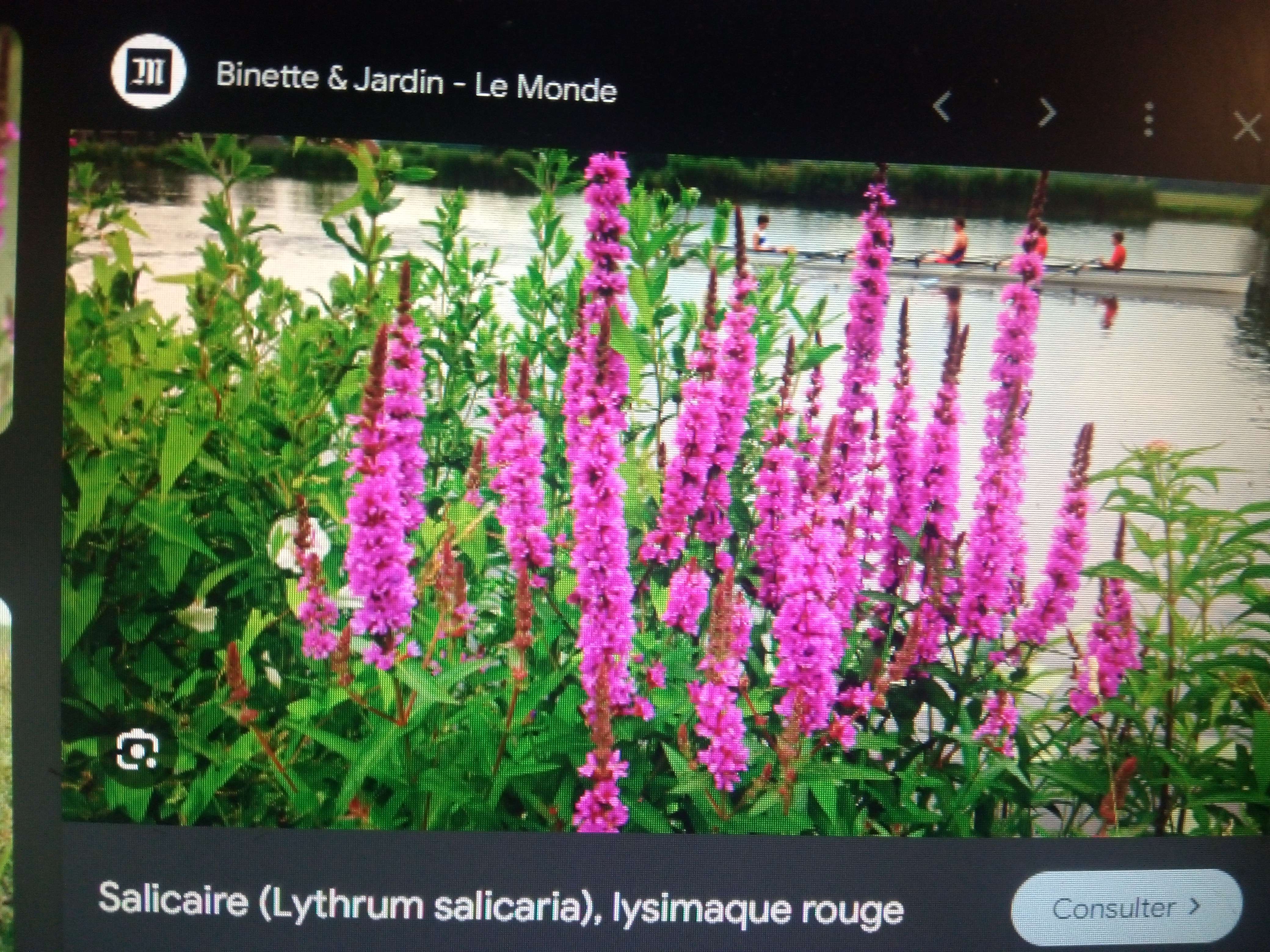 La salicaire une grande plante au fleur rose qui vie dans les lieux humide et marrai de France et de Belgique mais elle est rare et en disparition on as oubli&eacute; de pluie plus de 50 ans qui revient elle est astringent attention a sa quantit&eacute; de tanin pour sa elle les diur&eacute;tiques anti biotique  #sant&eacute; facile a reconna&icirc;tre par sa raret&eacute; que m&ecirc;me le gouvernement a pas sus qu'elle &eacute;t&eacute; la alors que ses lui qui as mis la protection de la menthe aquatique