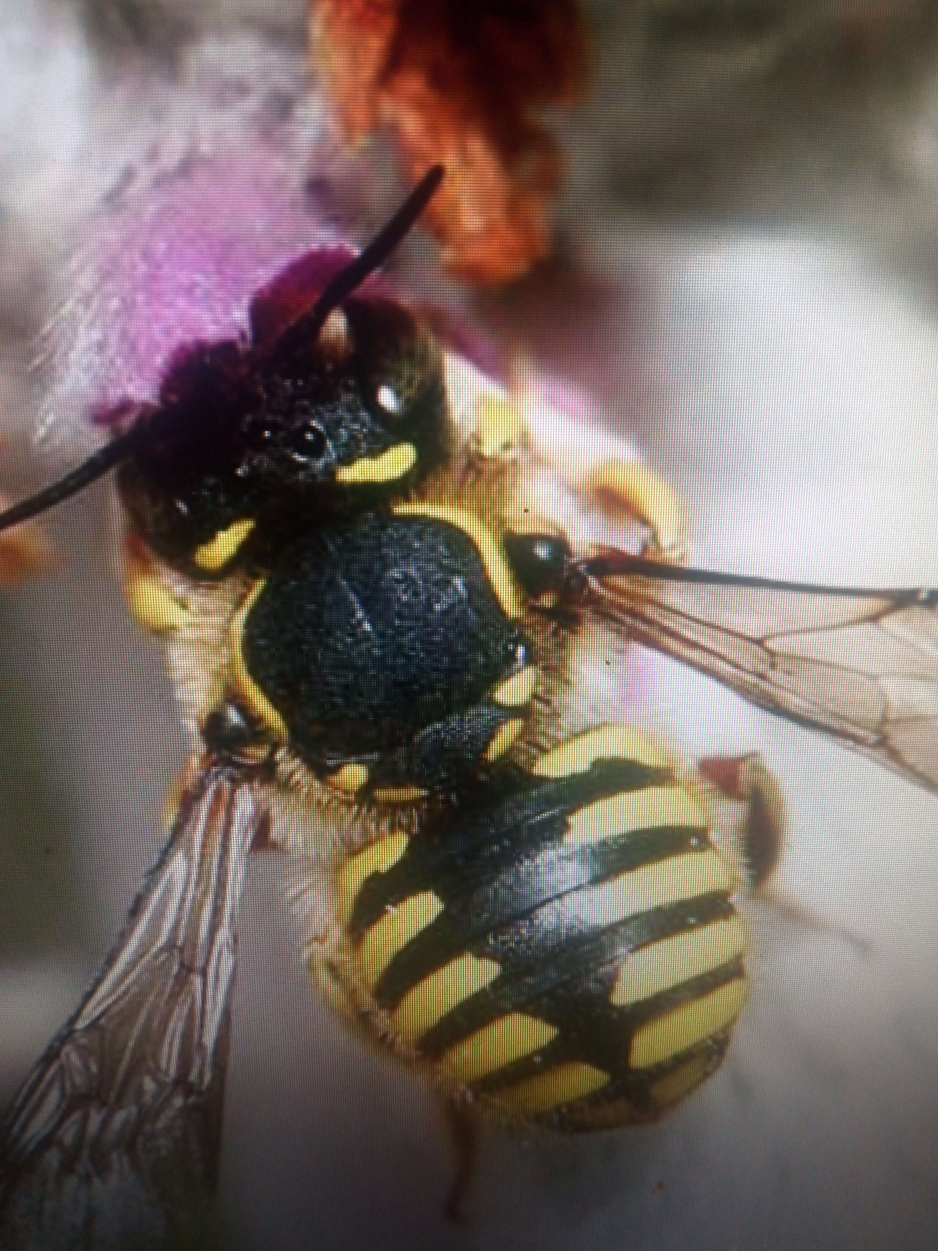 Ses abeilles sauvages on trouve dans les jardins de couleur jaune et noir qui fait des nid sous terre elle creuse et pendant la saison des amours et de naissance des petit la femelle occup&eacute; de ses petit dans leur nid et le m&acirc;le il surveille le nid de sa femelle et ses petit et attaque qui cont essayer de rentr&eacute;